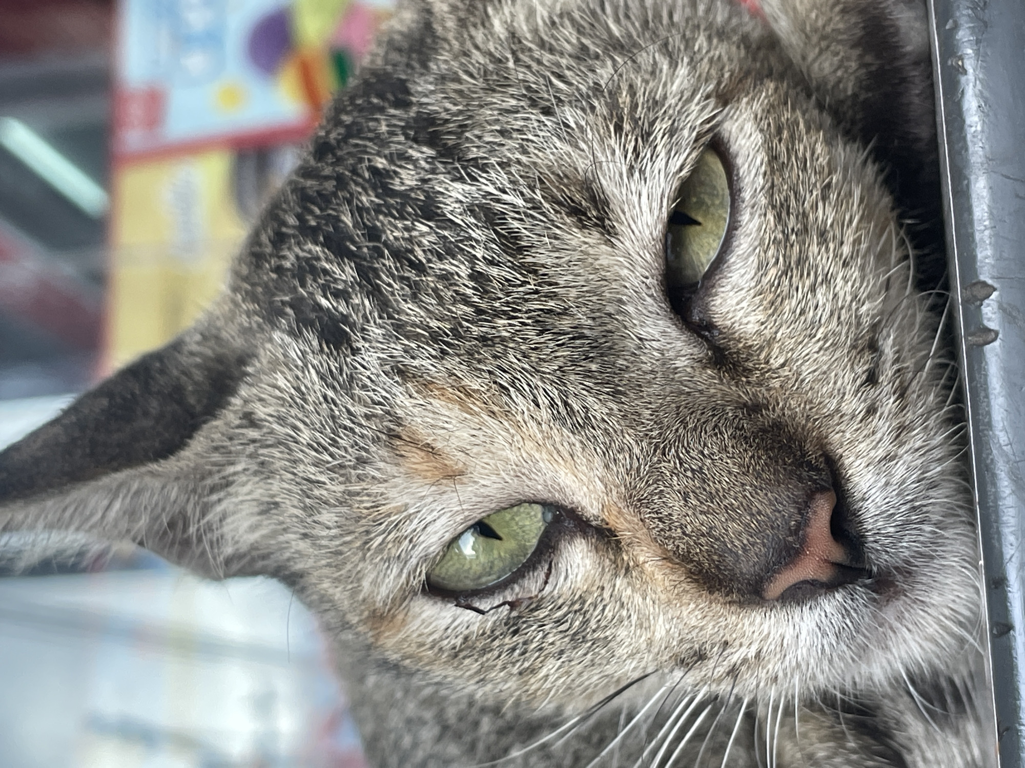 A close-up shot captures the face of a tabby cat resting with its eyes partially closed. The cat's fur is a mix of gray, black, and brown stripes, with white whiskers fanning out from its muzzle. Its green eyes, with dark pupils, are visible, as is its pink nose. The background is blurred, showing colorful shapes that suggest a shelf with books or boxes. The overall impression is of a domestic setting. The image does not contain any information about its location in Davao City, Philippines.