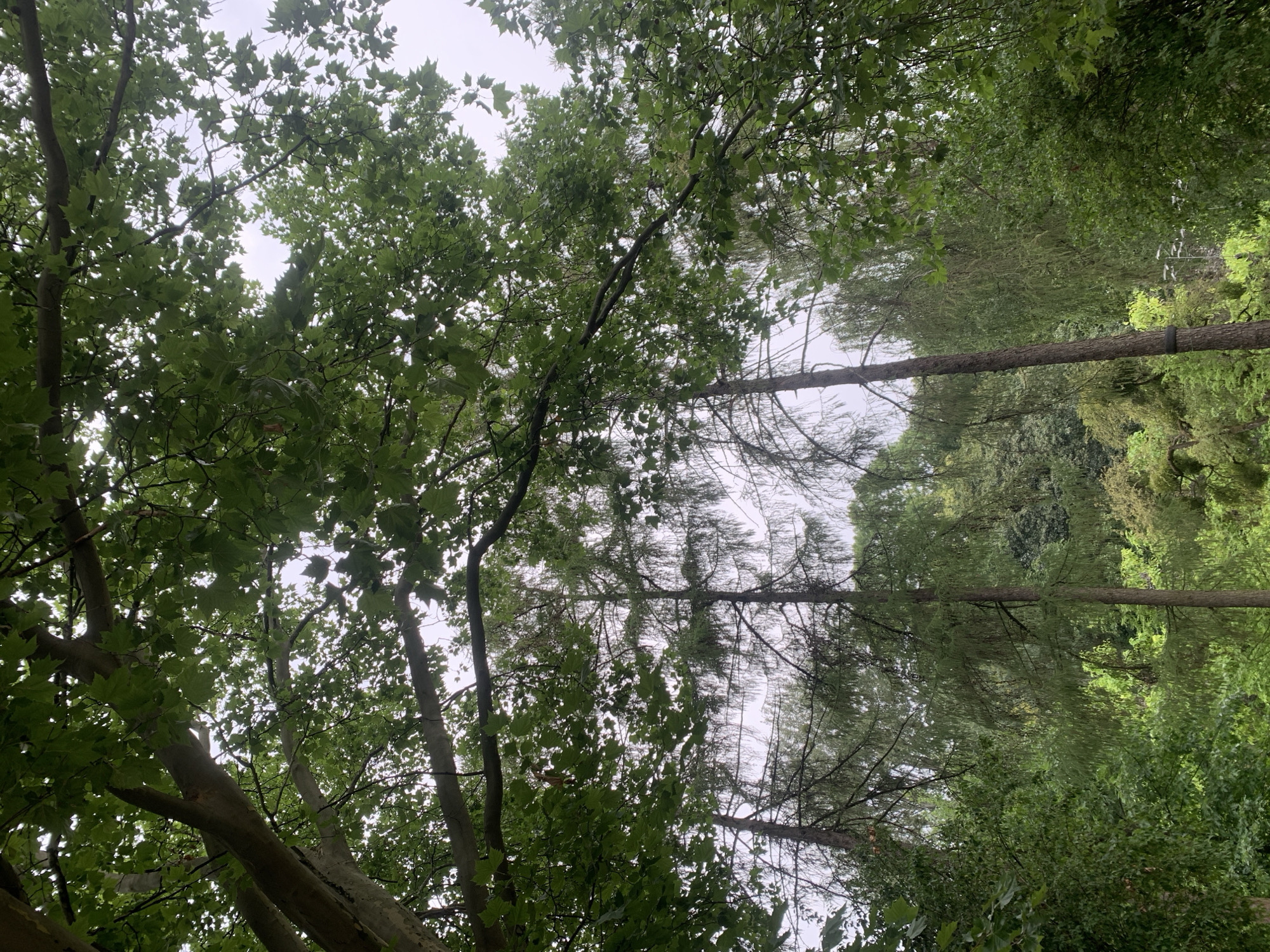 The image captures a dense canopy of green foliage from the perspective of looking upwards. Large branches of deciduous trees, likely sycamores given the broad, lobed leaves visible in the upper portion of the frame, dominate the foreground and middle ground. These branches are intertwined and create a dappled effect with the sky peeking through. Beneath this canopy, the trunks of several conifer trees with needle-like foliage are visible, some appearing slender and tall, others thicker and more gnarled. The background is a dense mix of various shades of green vegetation, suggesting a forest or park setting. The lighting is overcast, indicating a cloudy day, and the overall atmosphere is lush and verdant. The scene is devoid of any human presence or specific identifiable landmarks that would allow for precise localization within Lviv, Ukraine.