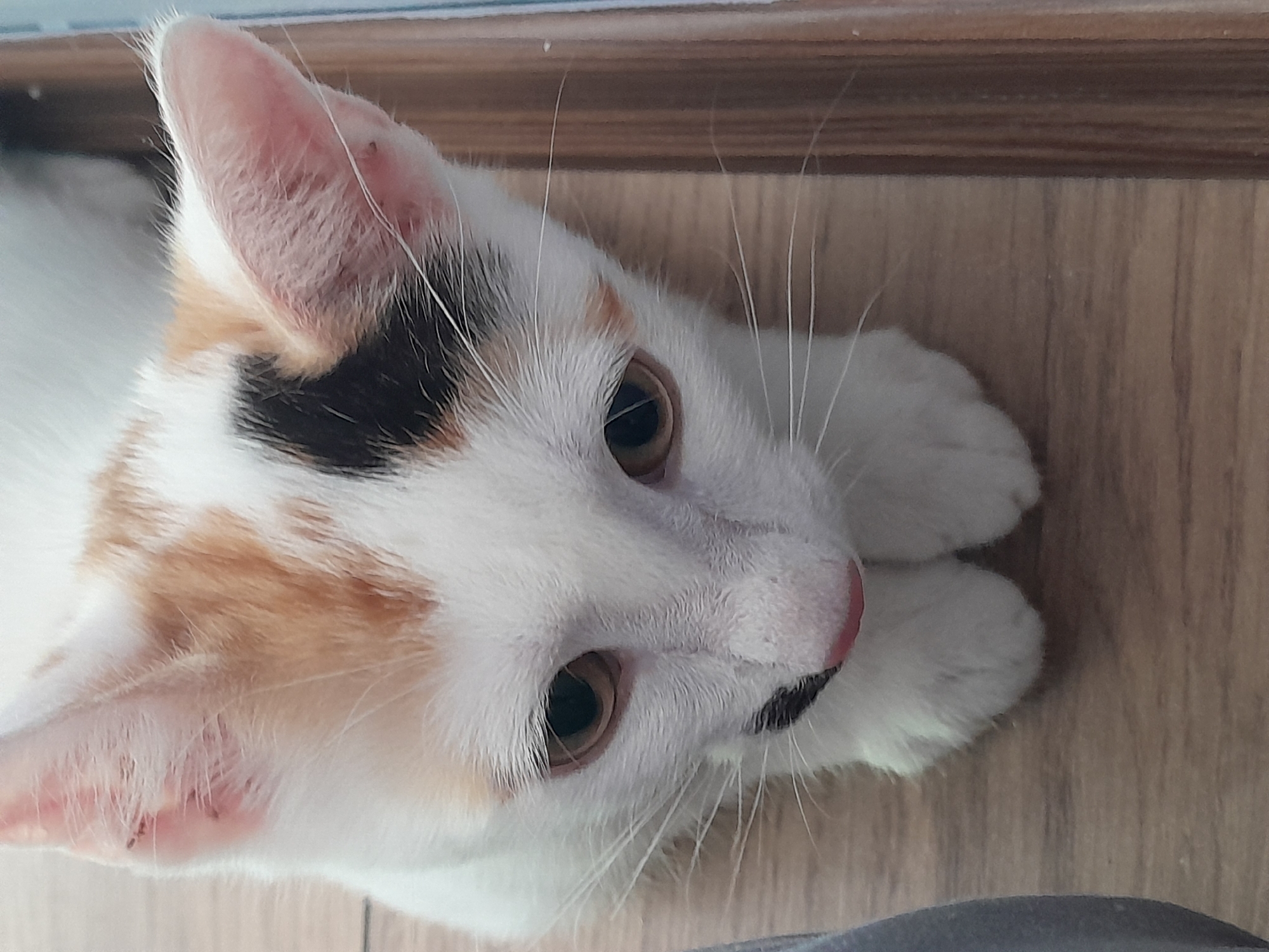 A calico kitten with white, orange, and black markings is looking down at the camera. The kitten is resting on its front paws on a wooden floor. The background shows a wooden door frame. This scene is not in Subotica, Serbia.