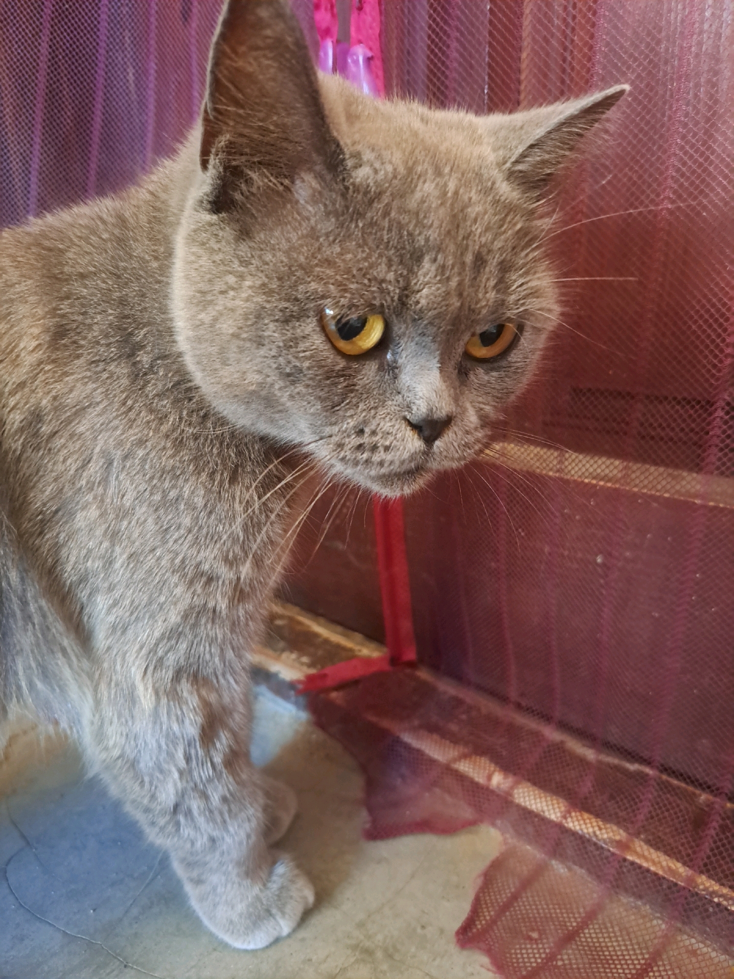 A close-up, eye-level shot shows a grey British Shorthair cat looking down and to the right. The cat's fur is short and dense, with slightly lighter shading around its face and chest. Its eyes are a striking amber color, with pupils narrowed into vertical slits. The cat's ears are small and rounded, and its whiskers are long and prominent. The cat's body is partially visible, with its front left paw on the ground.
The background consists of a red, netted material, possibly a mosquito net or a decorative screen, which is slightly out of focus. The floor beneath the cat appears to be tiled or concrete, with visible cracks. The lighting suggests it is daytime, possibly indoors or in a shaded outdoor area. The overall mood is somewhat intense, due to the cat's direct gaze and the slightly unusual background. There is no visible text in the image. The location is Vypasne, Ukraine.