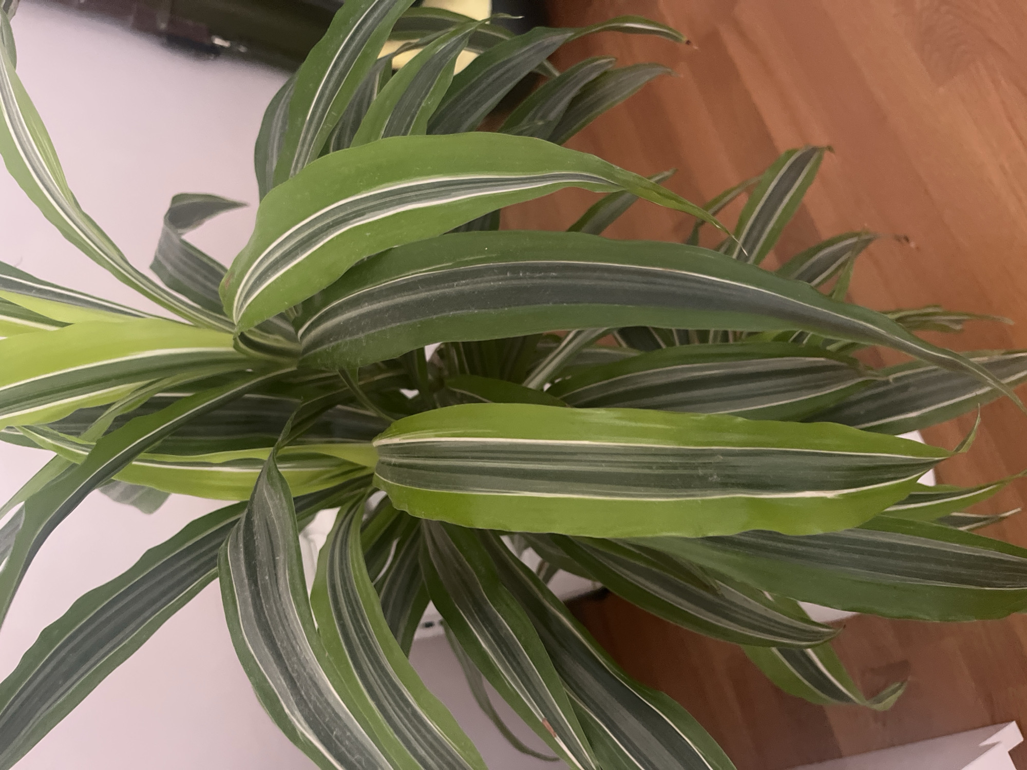 This image, captured in Onokivtsi, Ukraine, presents a detailed, close-up perspective of an indoor variegated Dracaena plant. The plant displays numerous long, arching, strap-like leaves. The leaves are predominantly green, featuring distinct lighter green and white longitudinal stripes, indicating variegation. A fine layer of light-grey dust is visible on the leaf surfaces. The plant is situated indoors, with a plain, light-colored wall serving as the upper background and a reddish-brown wooden floor, showcasing its grain, occupying the lower background. No human subjects or actions are depicted. The scene is static, focusing solely on the botanical subject within an interior setting.