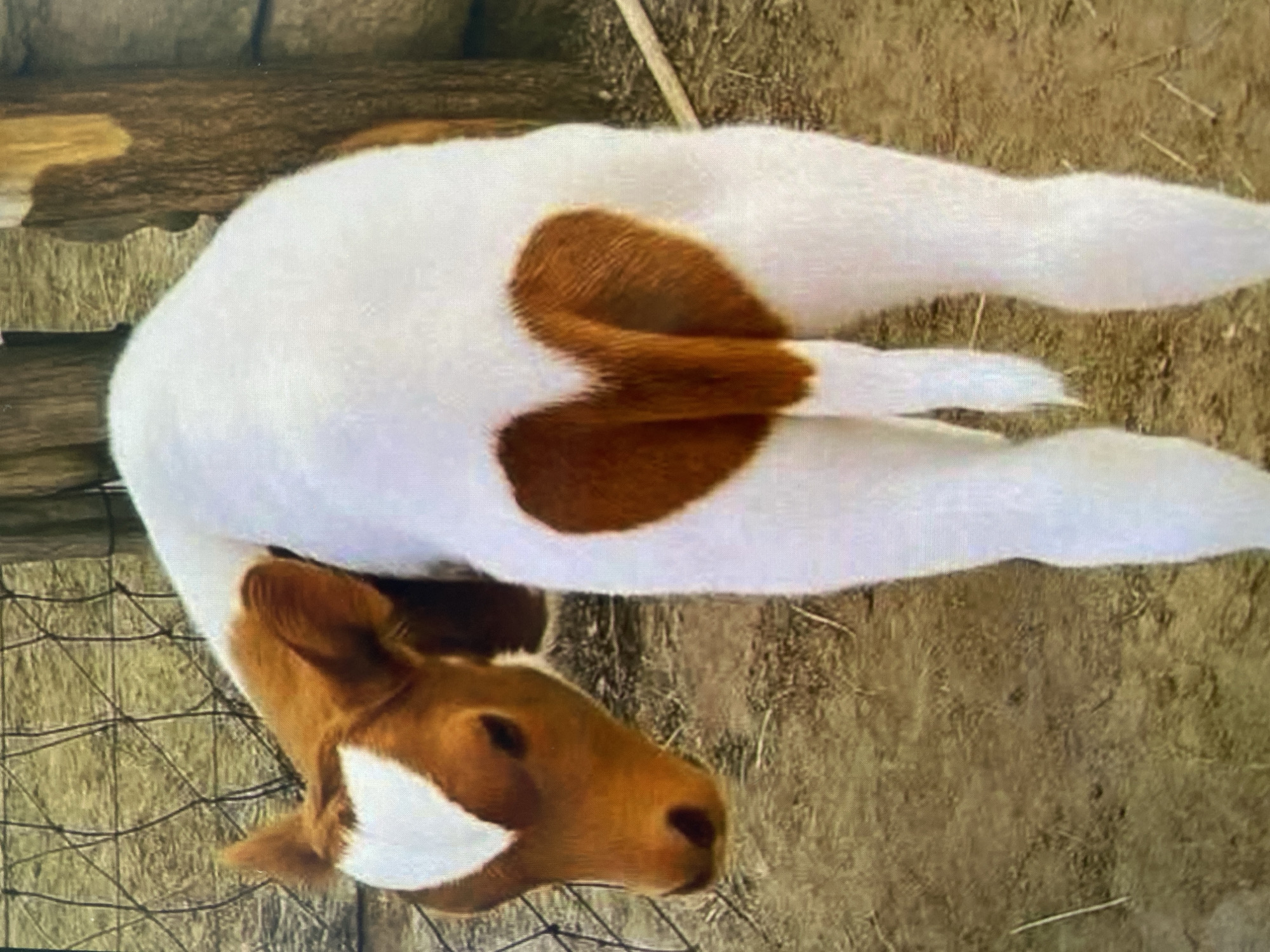 In an outdoor environment with a dirt and hay-covered ground, a young calf stands facing away from the camera. The calf has a white coat with a large, distinct brown heart-shaped marking on its rear. The calf also has a white marking on its forehead. Behind the calf, there is a wooden fence, a rough-hewn wooden post, and a stone structure. The scene is bathed in natural light.