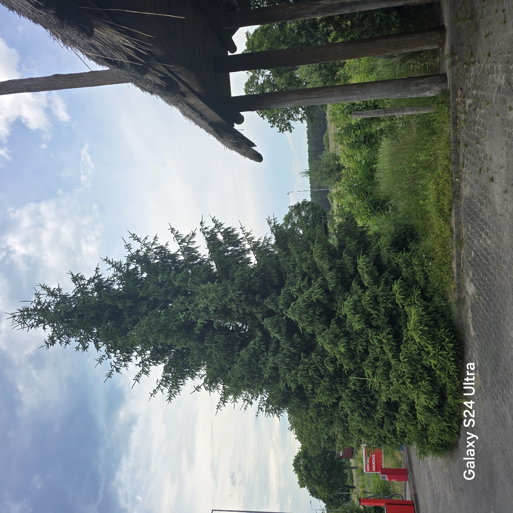 The image depicts an outdoor scene, likely in Mostki, Poland, on a bright, partly cloudy day. The perspective is from under a rustic thatched roof supported by wooden beams, suggesting a gazebo, shelter, or an old building. A large, lush green spruce tree dominates the foreground, its branches reaching upwards towards the sky.
To the right of the tree, a paved area with interlocking stones is visible, bordering a strip of green grass and more trees in the background. Beyond that, a line of dense trees forms a forest edge, with a faint hint of a road and possibly a light pole in the distance. Some red structures, resembling automated car wash vacuum cleaners, are partially visible on the right side of the image near the paved area.
The overall impression is one of a natural, possibly rural or semi-rural, setting. The sunlight suggests it is daytime. The camera's watermark "Galaxy S24 Ultra" is present vertically on the right side of the image. Visible text on one of the red structures reads "KOMPRES" and "ODKURZACZ", indicating services related to car cleaning, such as a compressor and vacuum cleaner, likely at a gas station or rest stop.