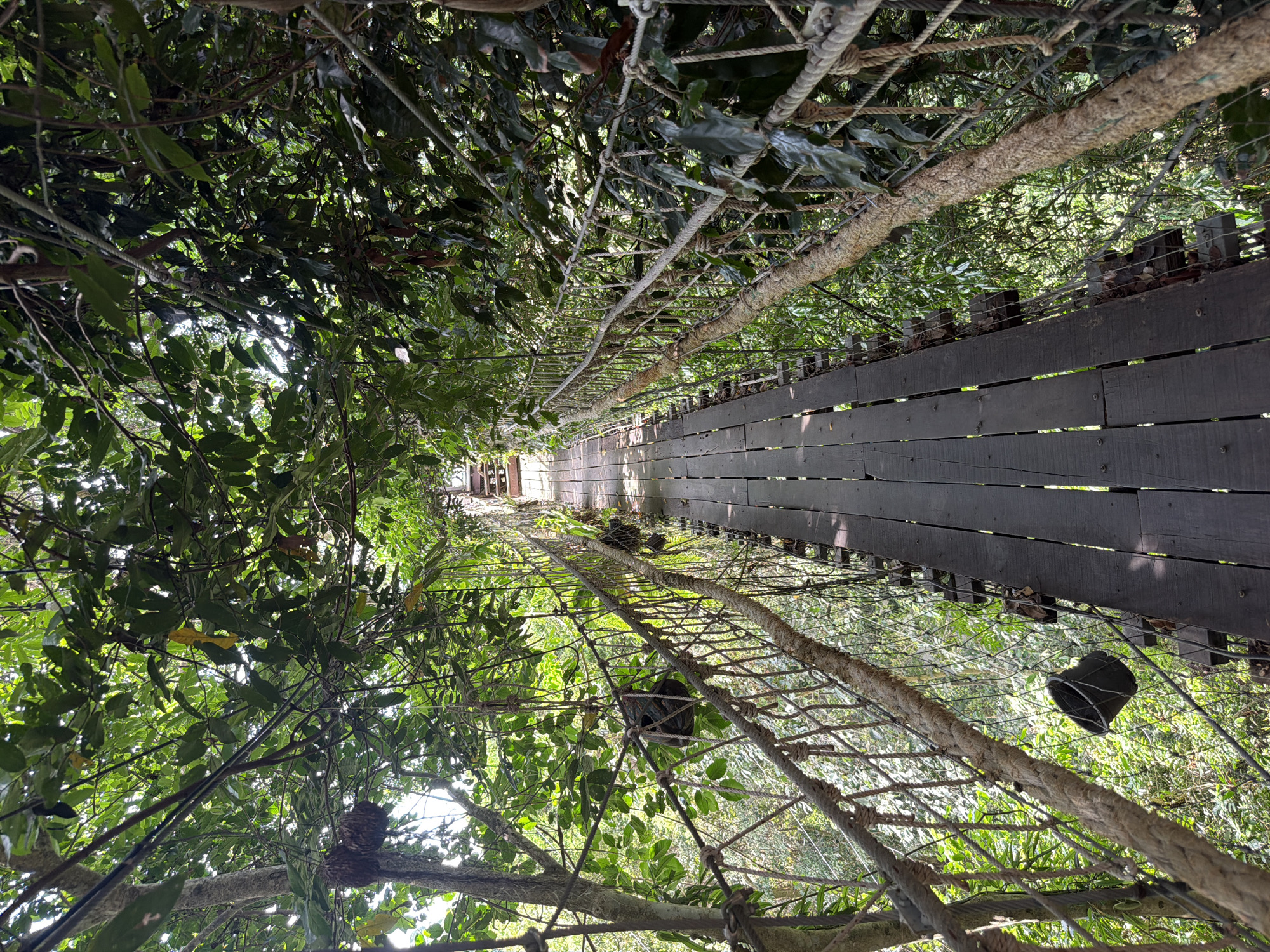 This is a photograph of a wooden suspension bridge in a lush, green forest. The bridge is made of dark wooden planks and is suspended by thick ropes, with a mesh netting on either side. The bridge is surrounded by dense foliage and trees, with sunlight filtering through the leaves. In the background, a set of wooden stairs can be seen leading up and away from the bridge. A black bucket hangs from the netting on the left side of the bridge. The scene appears to be in a natural, outdoor environment, likely part of a jungle trek or canopy walk. There are no people visible in the image. This bridge is part of the Samui Canopy Walk and Zipline Experience in Ko Samui, Thailand.
