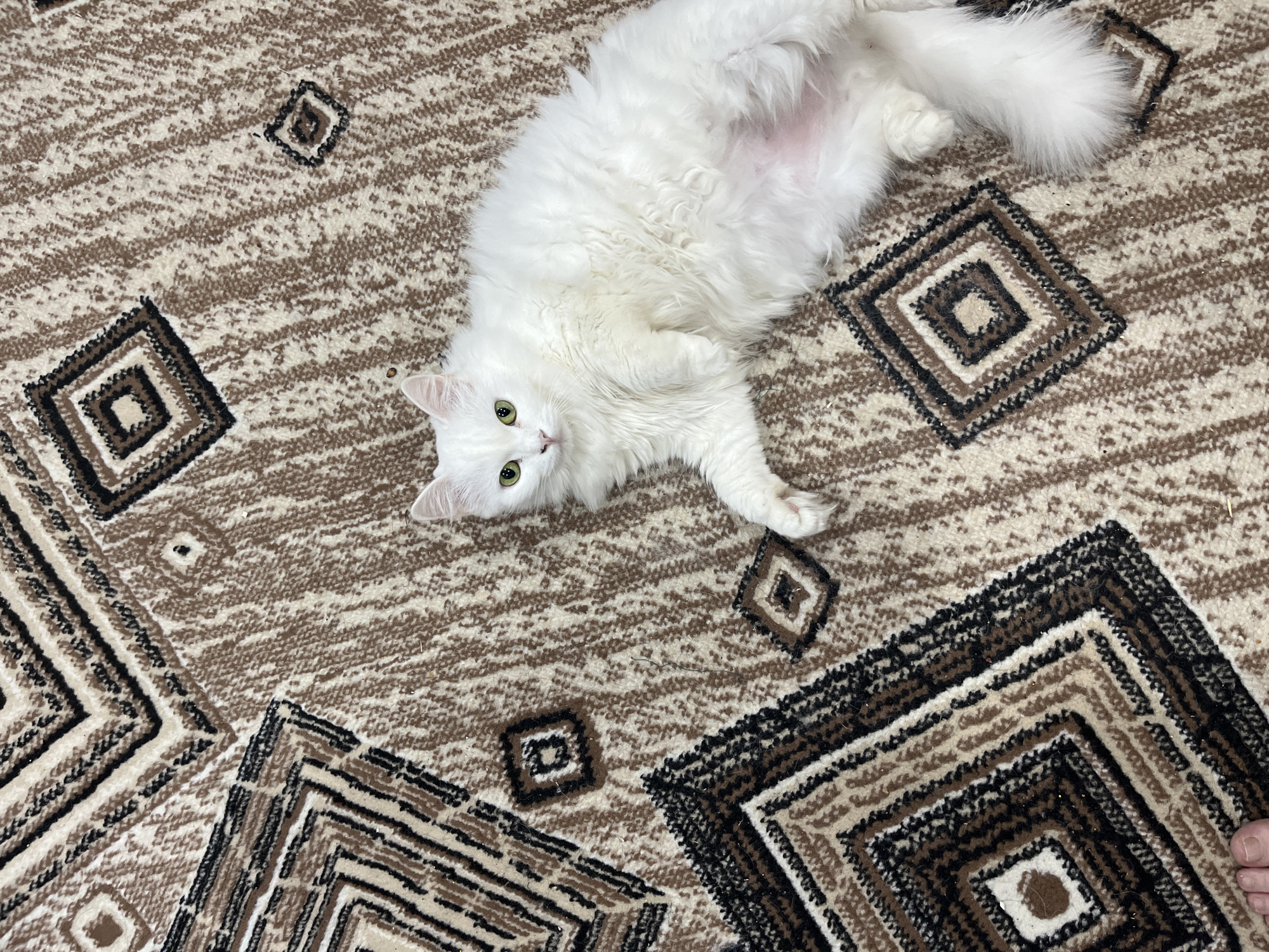 A white, long-haired cat with green eyes is lying on its back on a brown and beige patterned carpet. The cat is positioned in the center-right of the image. The carpet has a geometric design with repeating diamond shapes. The lighting suggests an indoor environment. The image appears to be taken from a slightly elevated angle.