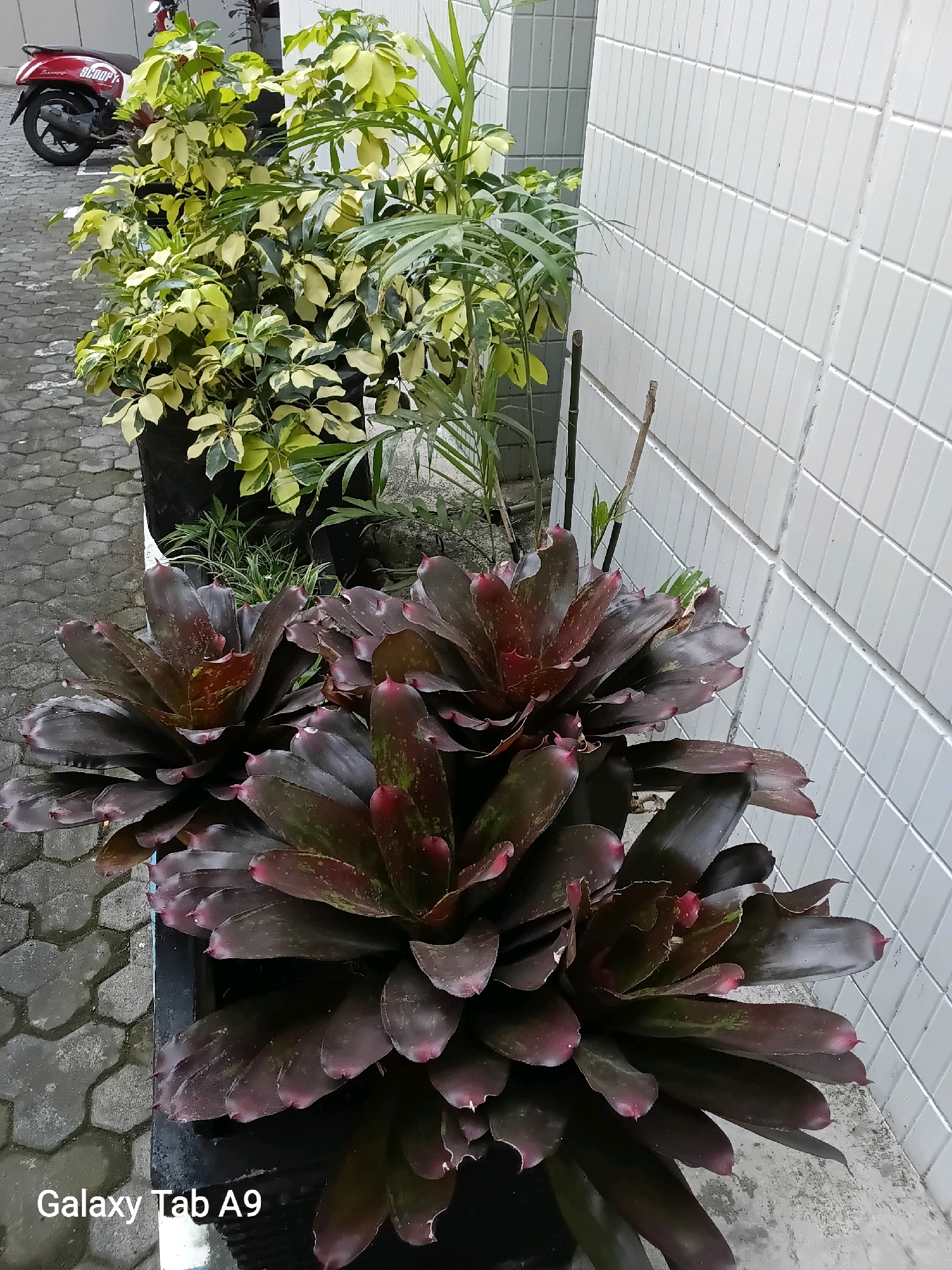 The image shows a row of potted plants against a white tiled wall. In the foreground, several large bromeliads with dark, reddish-purple leaves are arranged in a black planter. Behind them, a variegated plant with yellow and green leaves is in a black pot, and a thinner, palm-like plant is also visible. To the left, a red scooter is parked on a grey paver sidewalk. The environment appears to be an outdoor urban setting, possibly a pathway or courtyard. The "Galaxy Tab A9" watermark in the bottom left corner indicates the device used to capture the image. The scene is likely in Trenggalek, Indonesia, based on the prompt. There are no people or animals visible in the image.
