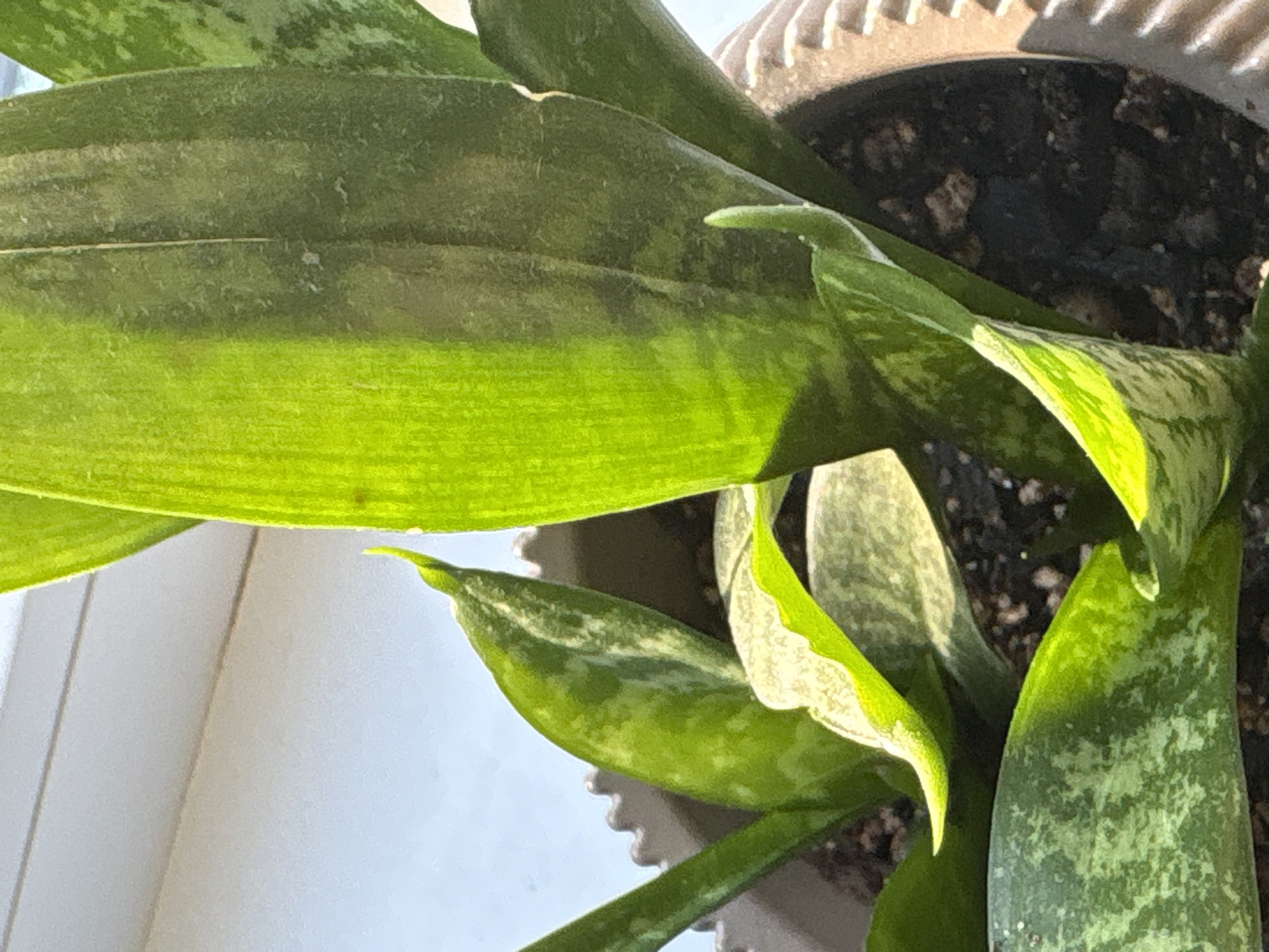 A close-up, slightly angled shot shows the variegated leaves of a Snake Plant (Sansevieria trifasciata) in a light-colored pot. The plant's leaves are a vibrant green with lighter green and yellowish cross-hatching patterns. Sunlight illuminates the leaves, creating bright highlights and casting shadows. The pot has a textured rim. The background is out of focus, showing a white surface with horizontal lines, suggestive of blinds or shutters, and a bright, possibly sky-blue area. The scene appears to be indoors, near a window. There is no indication of the city of Saint Petersburg, Russia.