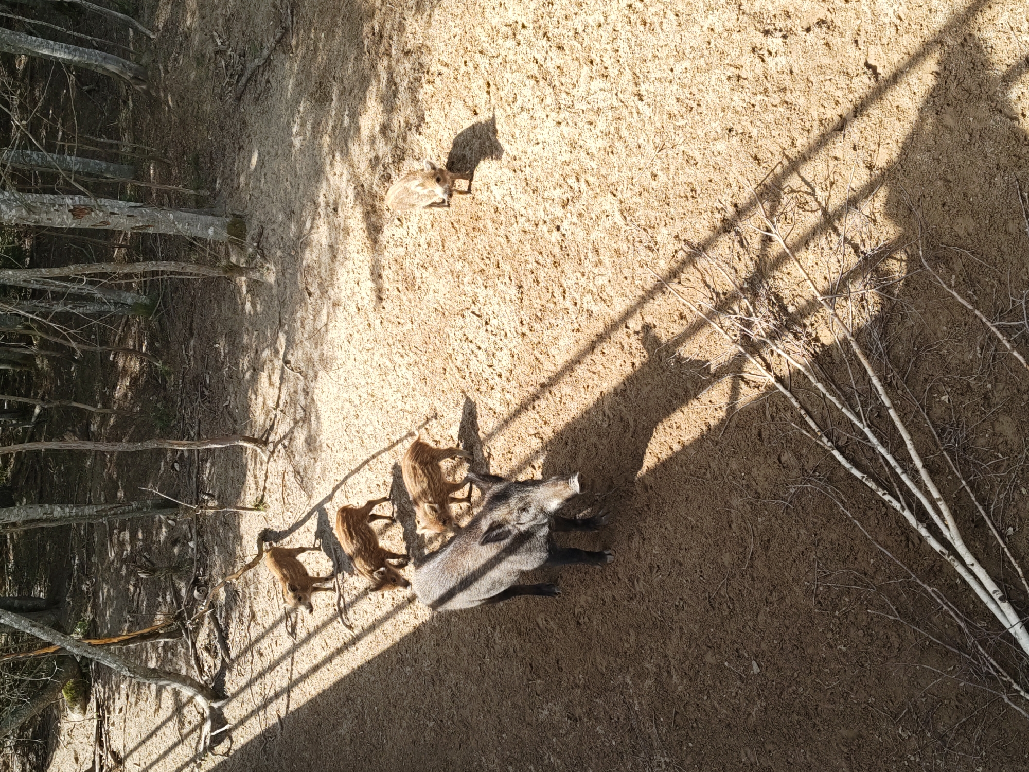 In Dorishchi, Russia, an adult wild boar and three piglets are visible on a dirt ground surrounded by trees. The adult boar is in the foreground, facing left. The piglets are scattered around the adult, with two to the left and one further to the right and back. The ground is covered in dirt and small branches. Sunlight casts shadows from the trees onto the ground, creating a striped pattern across the scene.