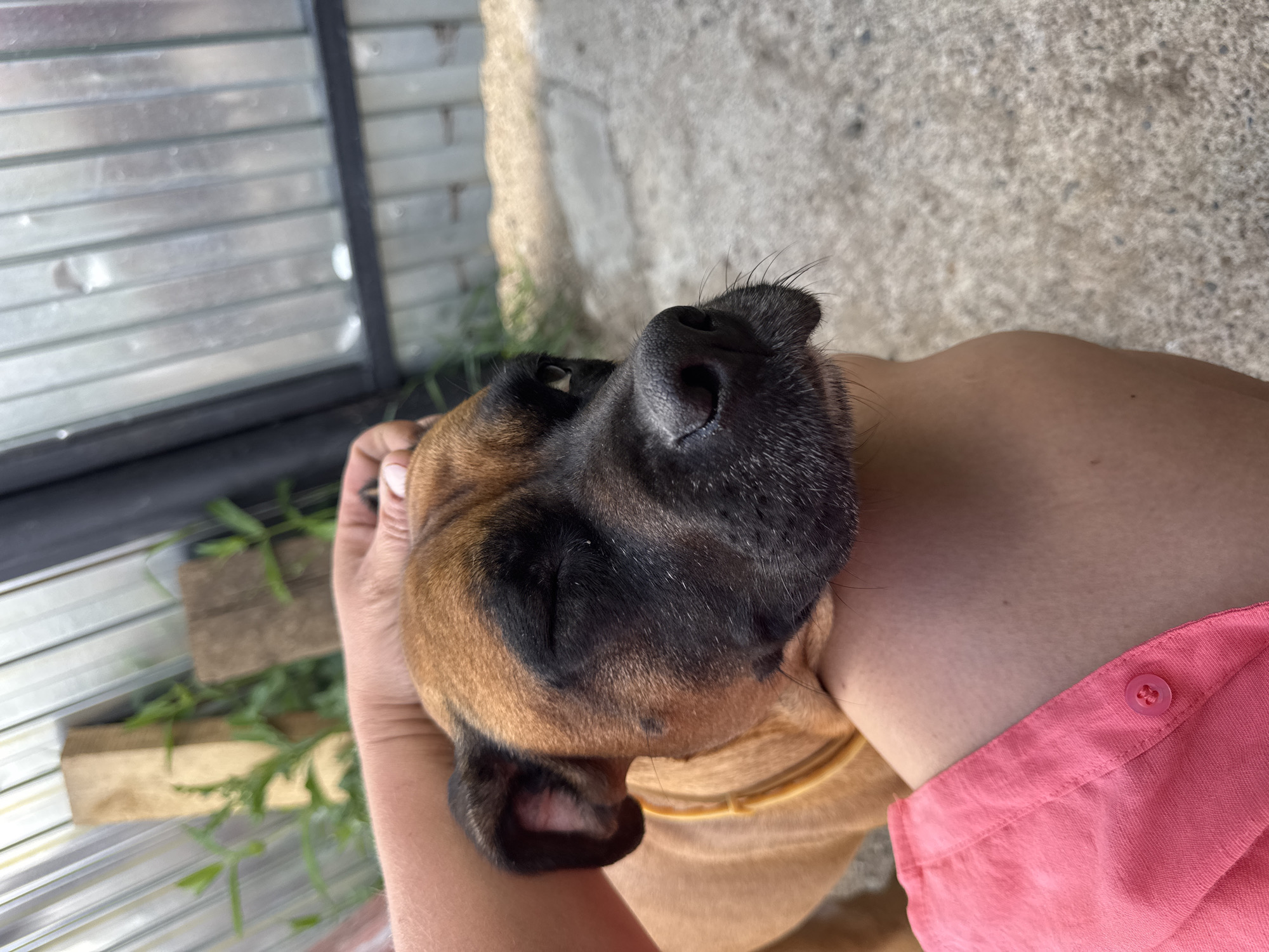 A close-up, slightly angled outdoor shot shows a light brown dog with a black muzzle, partially closed eyes, and a yellow collar. The dog is being petted by a person whose arm and shoulder are visible, wearing a pink shirt with a button. The background consists of a grey concrete surface, some green foliage, a wooden post, and a corrugated metal structure. The location is stated to be in the city of Chaikovsky, Russia.