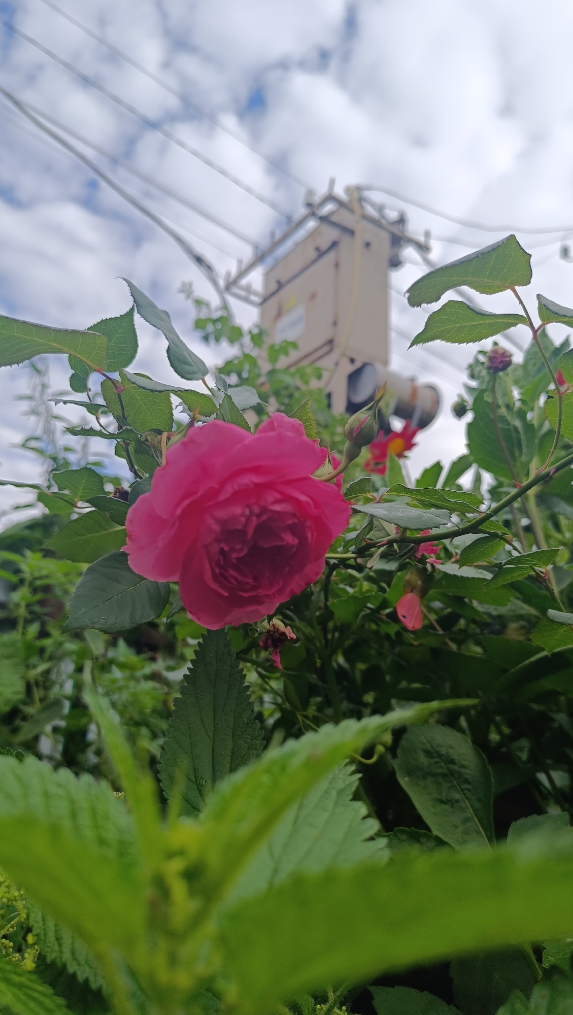 An outdoor, low-angle, close-up shot focuses on a bright pink rose in bloom, with a transformer and utility poles visible in the blurred background, under a cloudy sky. Green leaves and rose buds surround the prominent rose. The scene is located in the city of Karsha, Russia.