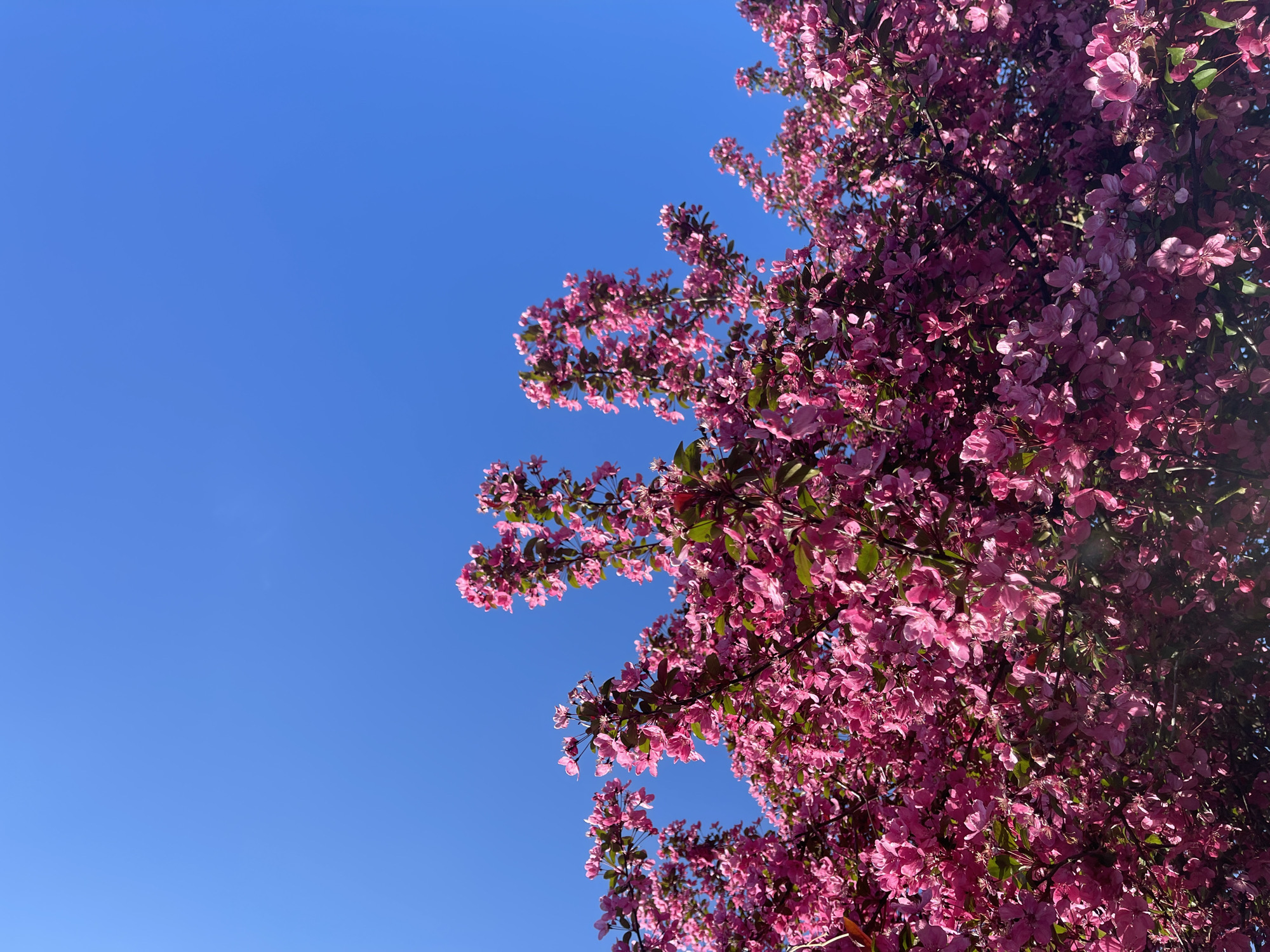 The image displays a vibrant upward view of a blooming tree against a clear, azure sky. The tree, adorned with countless pink flowers, occupies the right and lower-right portions of the frame, extending its branches upwards and to the left. The flowers are a rich, warm pink hue, densely clustered along the branches, with some green leaves visible among them. Sunlight illuminates the blossoms, highlighting their texture and creating brighter tones on some petals. The sky, a consistent and bright blue, fills the remaining space on the left and upper sections of the image, devoid of clouds. The bright lighting and full bloom of the flowers strongly suggest a sunny day in springtime. There are no people, objects, or visible text within the frame. The scene captures the natural beauty of a flowering tree. This visual is situated in Maidstone, United Kingdom.