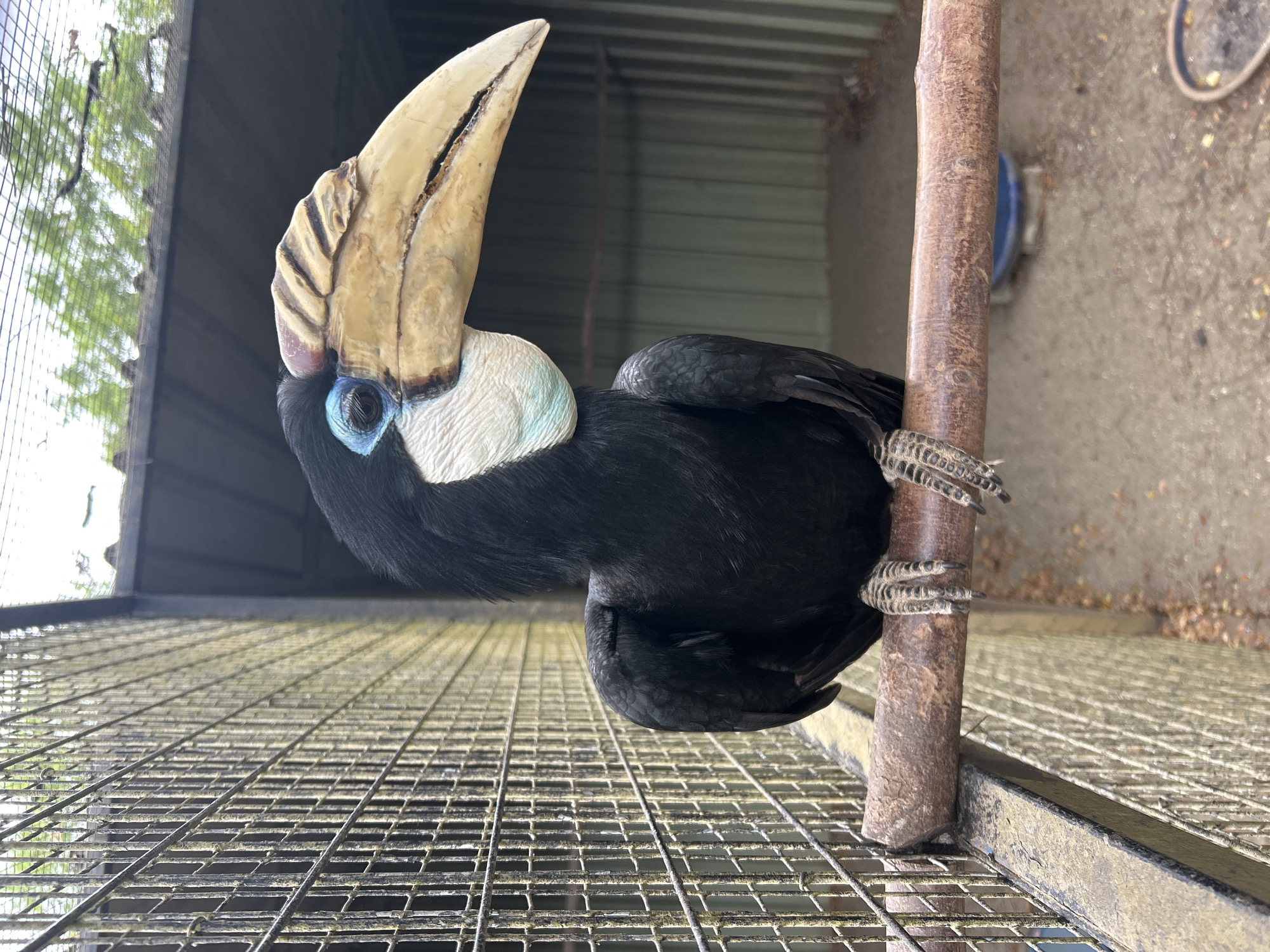 A black hornbill with a large, curved, pale yellow beak and blue eye patches is perched on a branch in an enclosure. The bird is facing forward and slightly to the right. The enclosure appears to be made of metal mesh and has a corrugated metal roof. The ground within the enclosure is dirt and littered with some leaves. The background shows the side of a building with vertical panels. This scene is located in the city of Tanubada, Papua New Guinea.