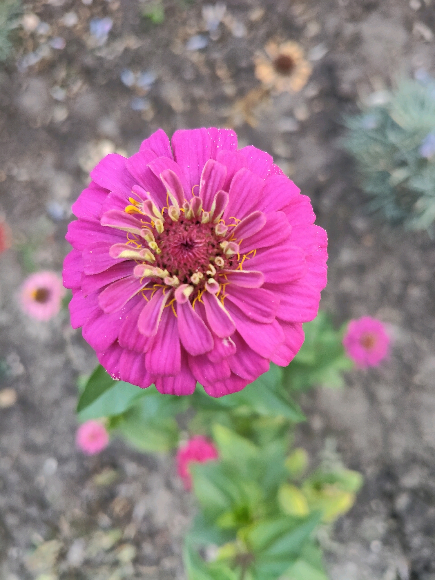 A close-up, top-down, outdoor shot focuses on a vibrant, fuchsia-colored zinnia flower in the foreground. The flower is in full bloom, with numerous petals arranged in concentric circles. The center of the flower is a deep reddish-purple with delicate yellow stamens protruding. The petals have a slightly velvety texture, and a few tiny water droplets are visible on their surface. The background is a soft blur of earthy tones and muted greens, suggesting a garden setting. Several other out-of-focus flowers, including a smaller pink one and a pale yellow one, are visible in the background, along with foliage and the ground. The lighting appears to be natural daylight, casting soft shadows and highlighting the flower's colors.