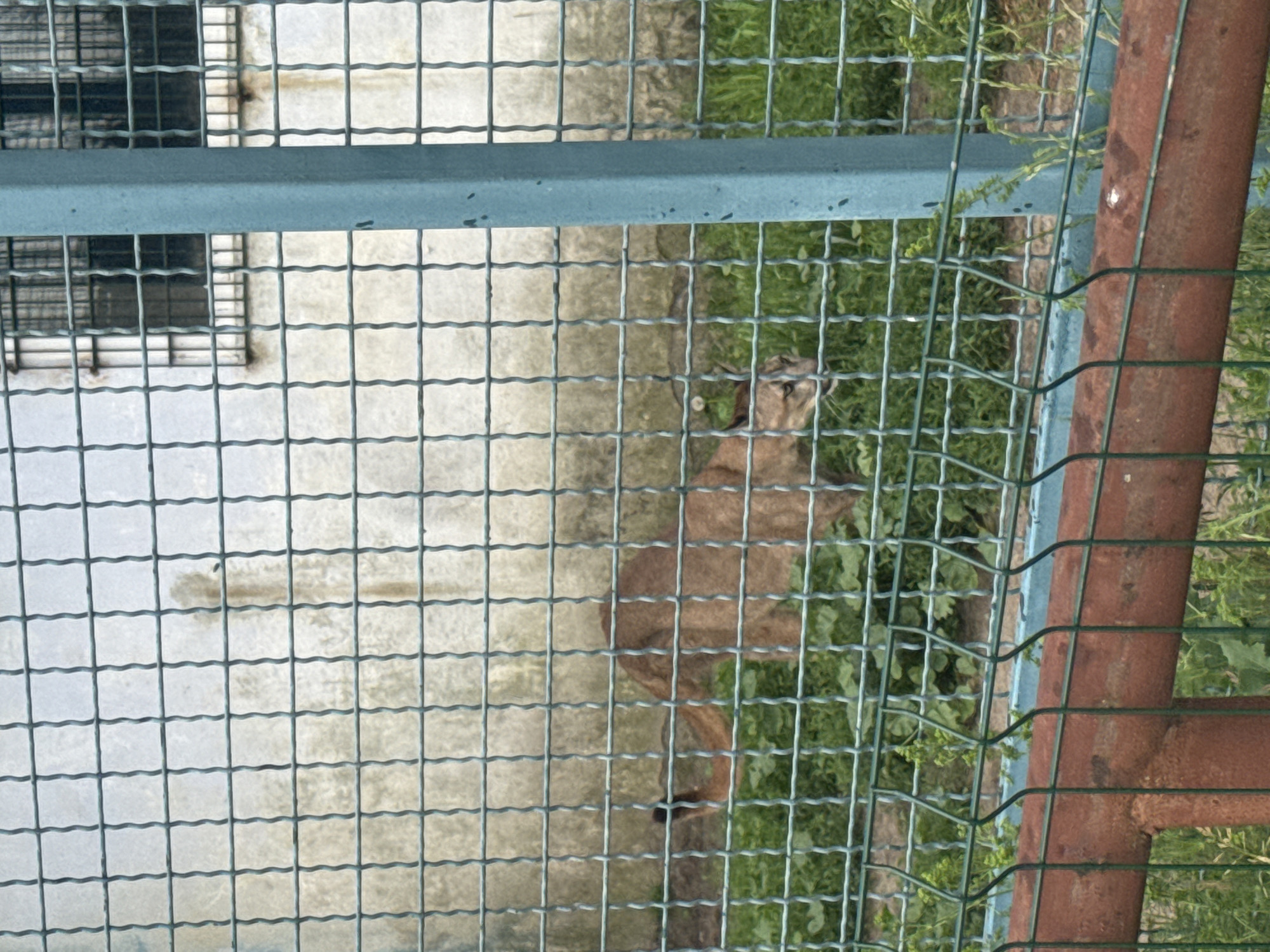 A cougar is visible behind a wire fence, in an outdoor enclosure with green vegetation. The cougar is a tawny color and is walking towards the right side of the frame. A building with barred windows is visible in the background. The fence is made of green wire mesh and a blue metal post. A rusty pipe is visible in the foreground, also behind a green wire fence. The image was taken in the city of Zaliznychne, Ukraine.