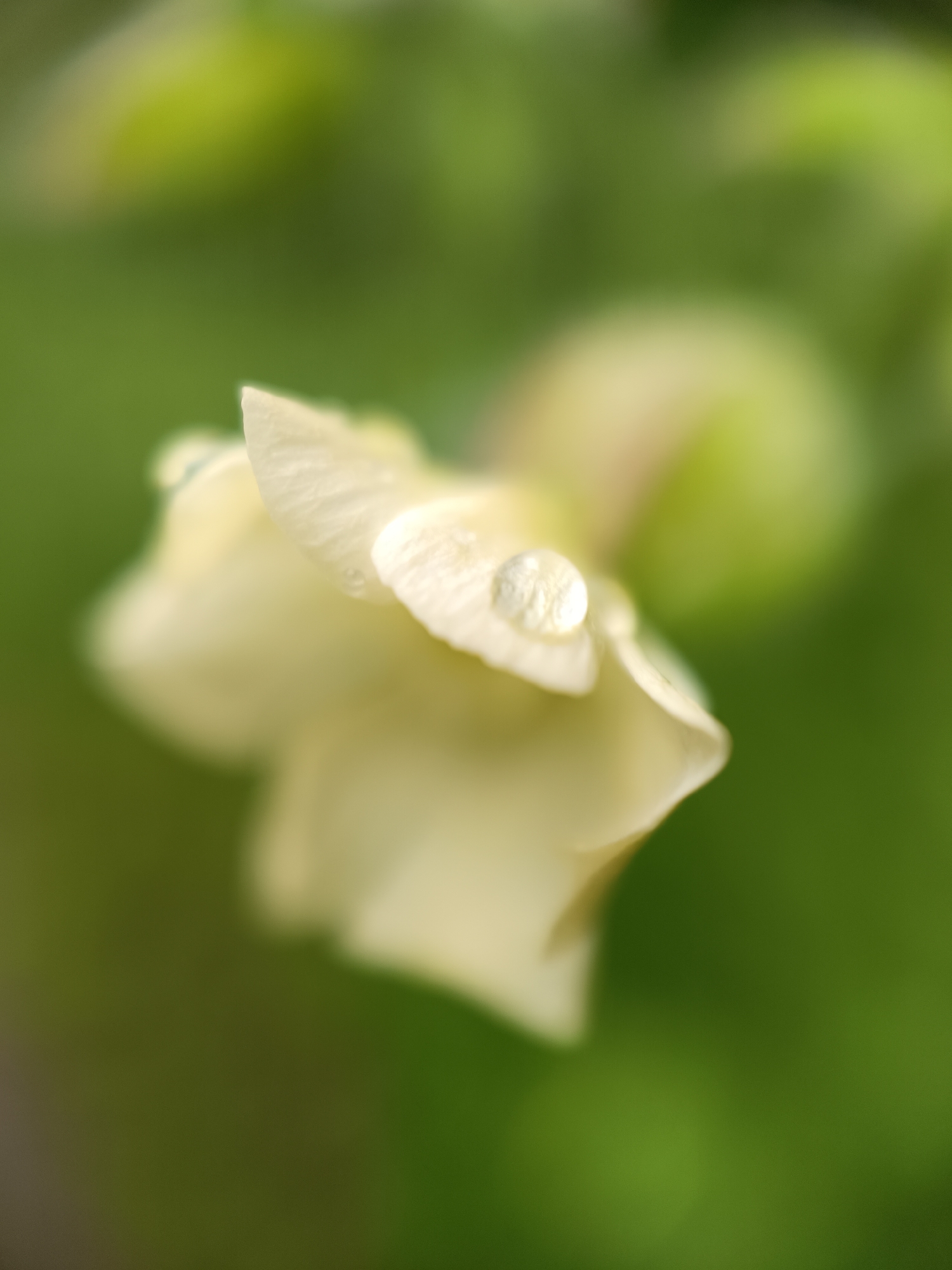 A close-up shot depicts a delicate, light-yellow flower petal with a single, clear water droplet resting on its surface. The background is a soft, out-of-focus green, suggesting foliage. The image was taken outside in Lermontov, Russia, given the user's prompt for location. The petal's texture appears smooth, and the droplet is perfectly spherical, reflecting light. The rest of the flower and the surrounding vegetation are blurred, emphasizing the petal and droplet as the central focus. The lighting suggests it was taken during the day in natural light.