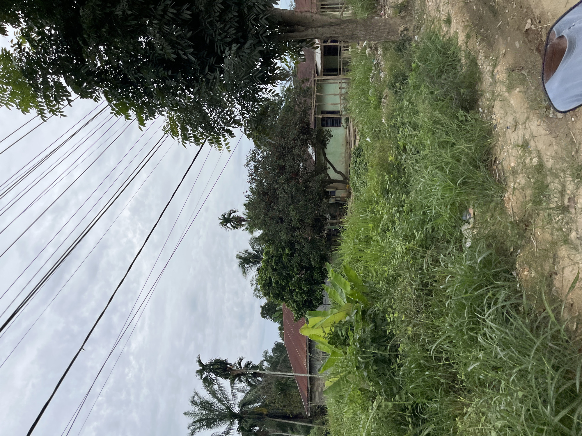 In Tanahterban, Indonesia, a roadside scene unfolds under an overcast sky, featuring lush vegetation, residential structures, and overhead utility lines. Tall palm trees and dense foliage dominate the landscape, creating a vibrant green environment. Two houses are visible: one with a rusted, corrugated metal roof, and another with a light green exterior and a porch supported by wooden posts. Utility lines stretch across the sky, interspersed with the branches of a large, leafy tree. The foreground is characterized by a dirt path and overgrown grass, suggesting a rural or semi-rural setting. No people are visible in the image.