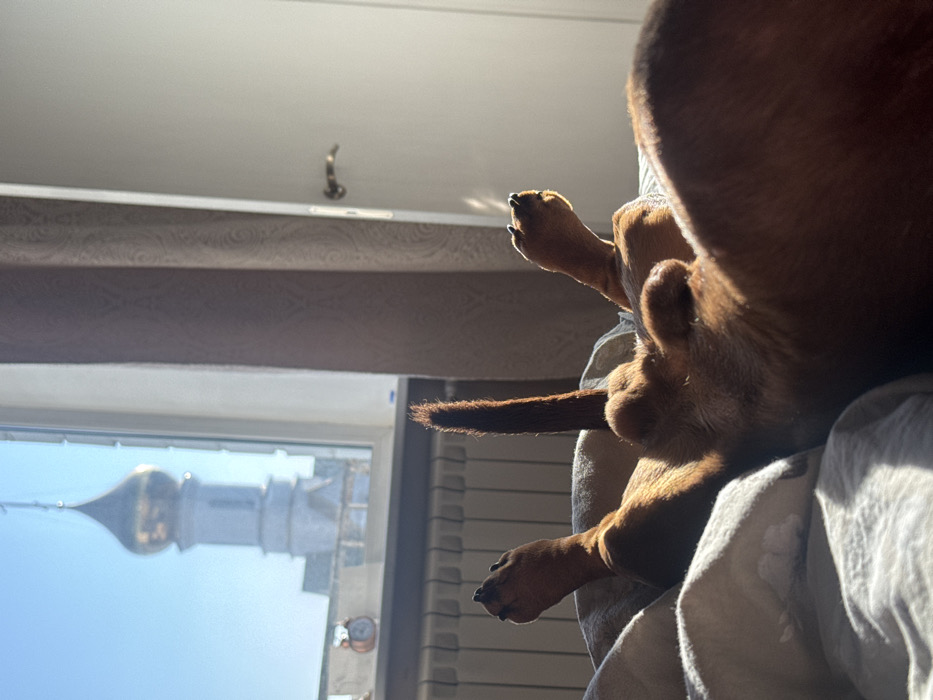 A reddish-brown dog lies supine on light-colored bedding in a sunlit room. Its four paws are splayed upwards, and its tail is erect. Bright natural light enters through a window on the left, highlighting the dog's fur. Below the window, a white horizontal radiator is installed. On the windowsill, a small, vintage-style metallic alarm clock with two bells is visible. Through the window, under a clear blue sky, the upper section of a white architectural structure culminates in a prominent golden onion dome topped with a cross. This structure is identified as the Ivan the Great Bell Tower within the Moscow Kremlin, placing the scene in Moscow, Russia. To the right, a white interior door with a brass-colored handle is partially ajar, adjacent to a patterned beige curtain or wallpaper.