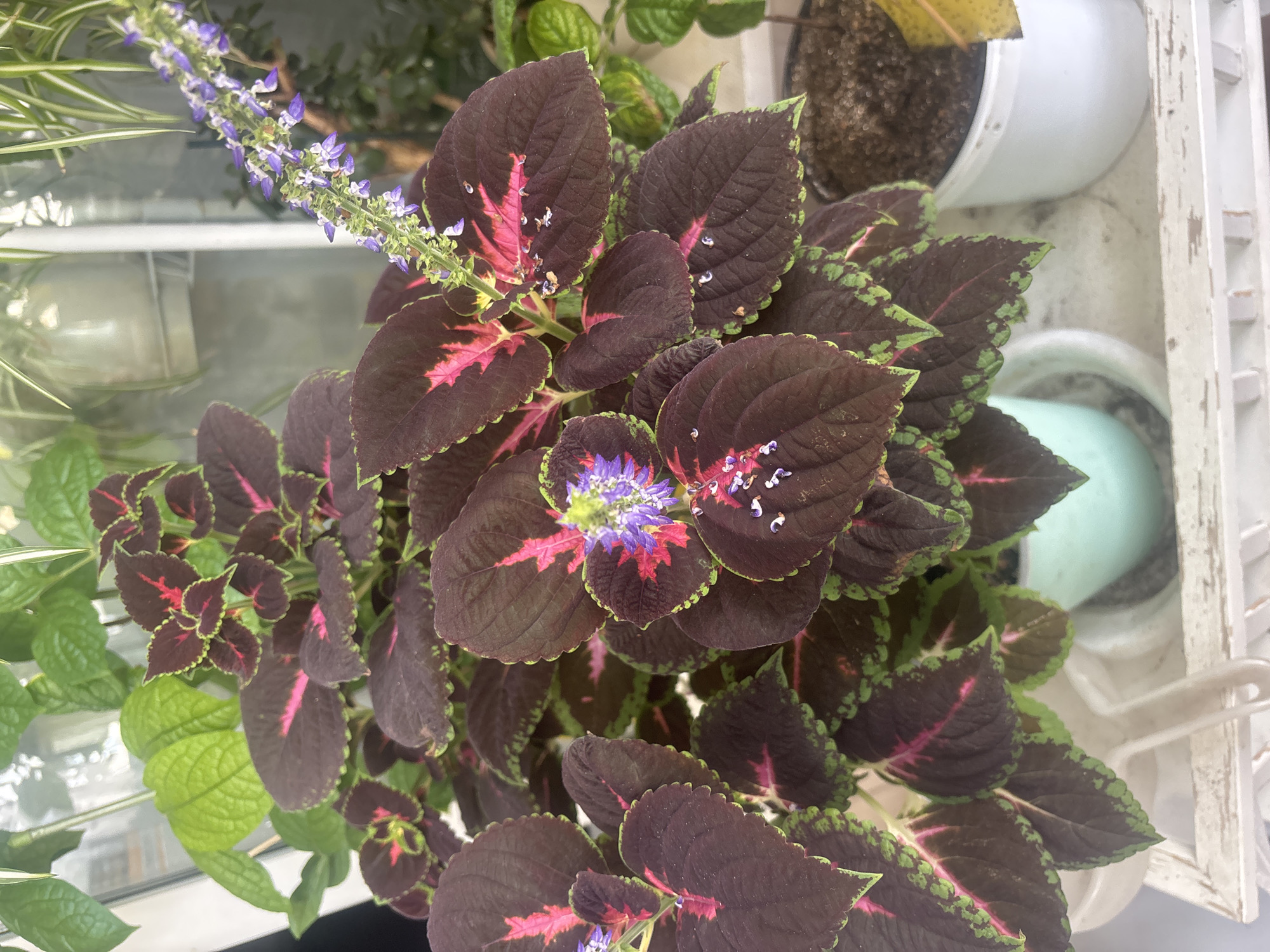 A close-up, overhead view captures a vibrant coleus plant with dark purple and pink foliage. The plant is flowering with small, delicate purple blossoms arranged in a spike. Several water droplets are visible on the leaves, suggesting recent watering or dew. The coleus is positioned near a window, with hints of other plants and greenery in the background.
To the left, the striped leaves of another plant, possibly a spider plant, are visible. In the background, a white pot containing soil and a portion of a plant with yellowing leaves is discernible. Further back, a light blue, rounded object, possibly another plant pot or container, is partially visible. The scene appears to be indoors, likely a home or greenhouse, given the presence of multiple plants and the window setting. The lighting suggests it could be daytime, possibly morning or afternoon, with natural light filtering in. No people are visible in the frame, and no text is present. The overall impression is one of a lush, well-maintained collection of indoor plants. The location context of Moscow, Russia, provides a general geographical setting.