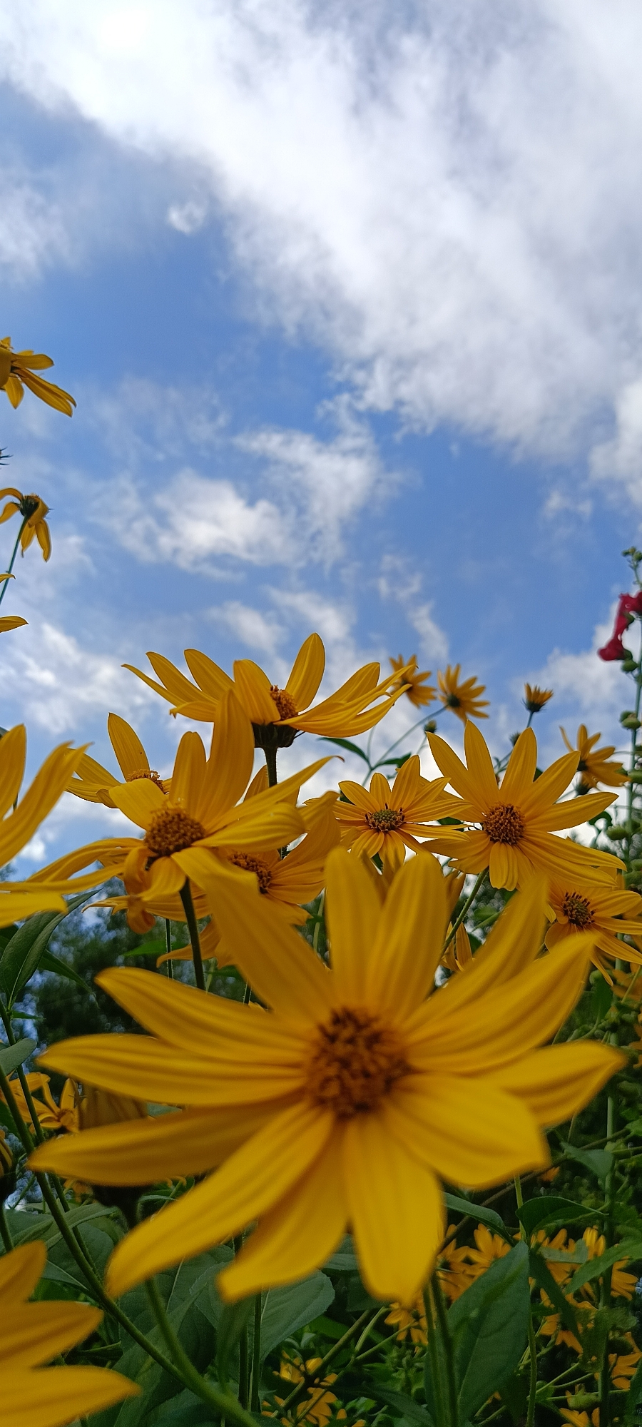 The image shows a low-angle view of yellow flowers against a blue sky with scattered white clouds. The flowers are in various stages of bloom, with some in the foreground appearing large and detailed, while others further back are smaller and softer in focus. The overall impression is one of a bright, sunny day outdoors. There are no people or animals visible in the image. The environment appears to be natural, likely a garden or a field. The specific location in the city of Бархатово, Russia, is not discernible from the visual information present in the image.