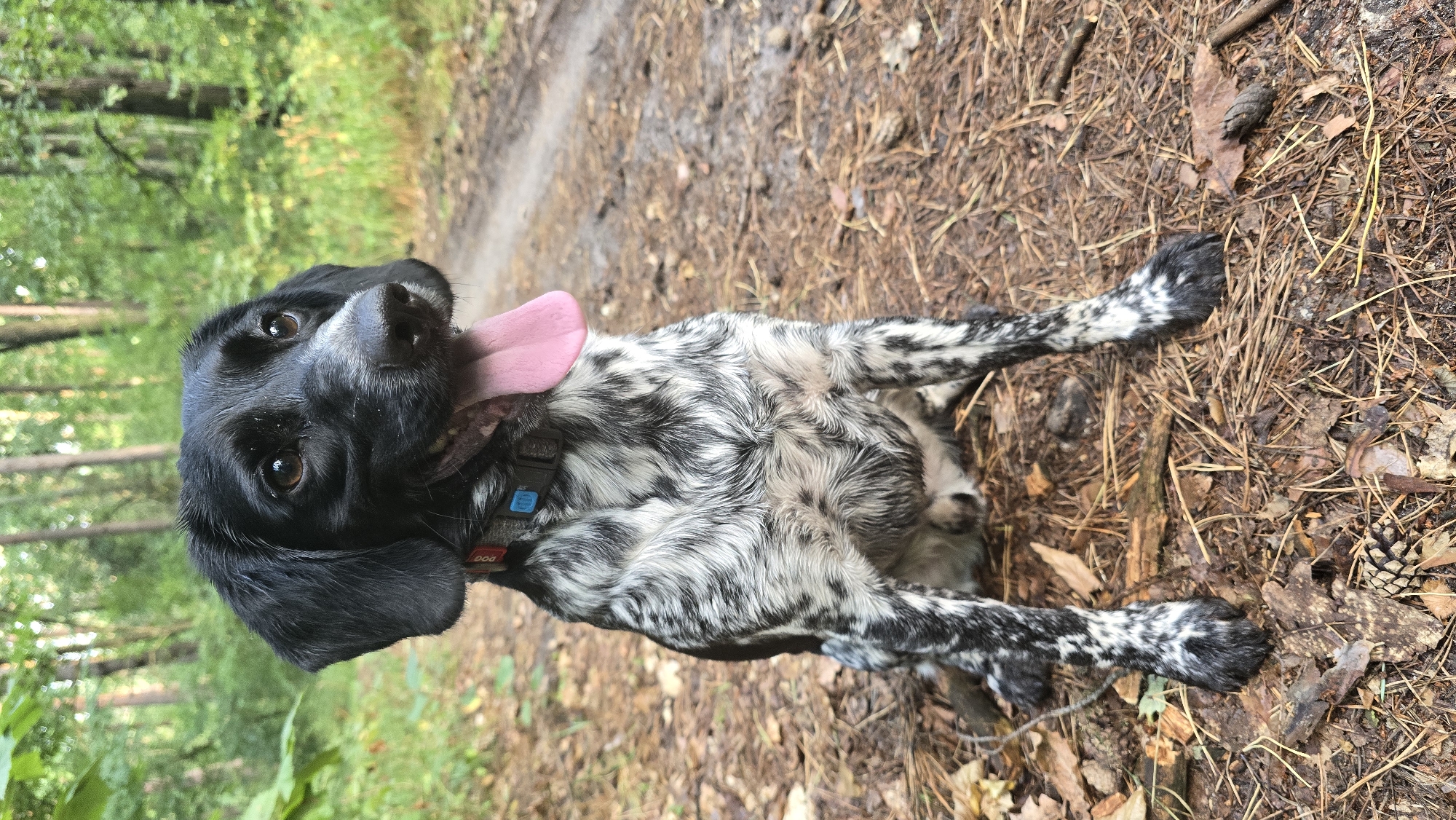 In Huiva, Ukraine, a young dog with black and white mottled fur sits attentively on a dirt path in a wooded area. The dog's tongue is hanging out, and it wears a collar with a blue tag. The ground is covered with pine needles and fallen leaves, and tall trees with green foliage form the background. The path curves to the right, disappearing into the distance. The scene appears to be a natural outdoor setting.