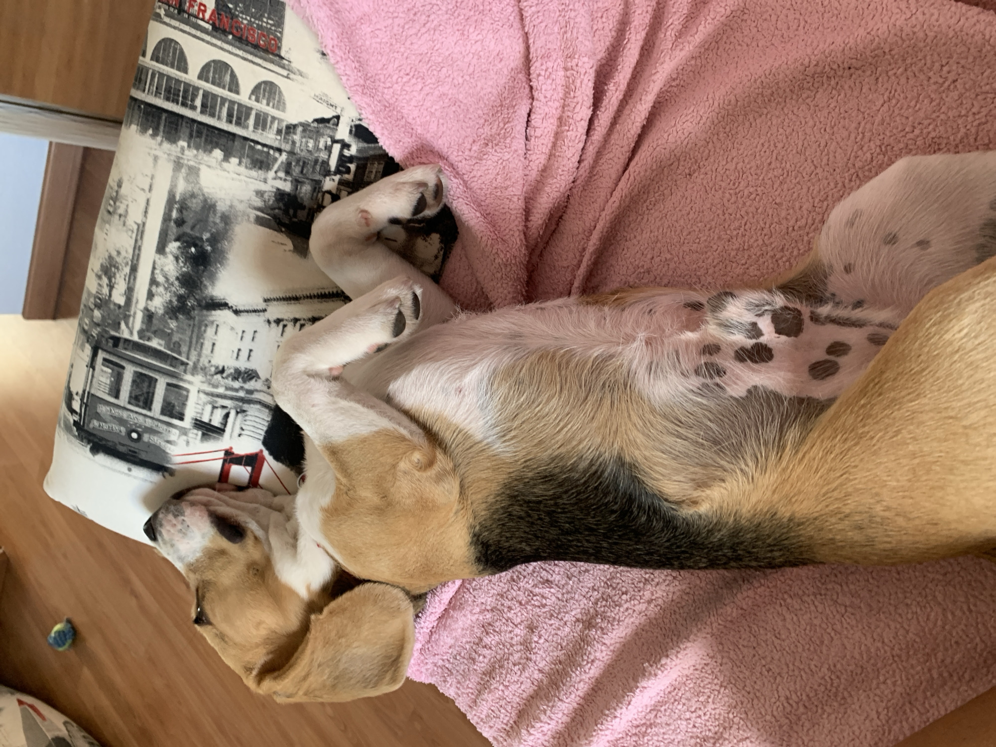 A tan, black, and white beagle-mix dog is sleeping on its back on a pink blanket, which is draped over a pillow with a black and white cityscape pattern. The dog's legs are splayed upwards, and its paws are visible. The dog's fur is tri-colored, with patches of tan, black, and white. Its ears are long and floppy. The pillow appears to be on a couch or bed, with a wooden floor visible in the background. A small blue and yellow toy is on the floor near the dog.