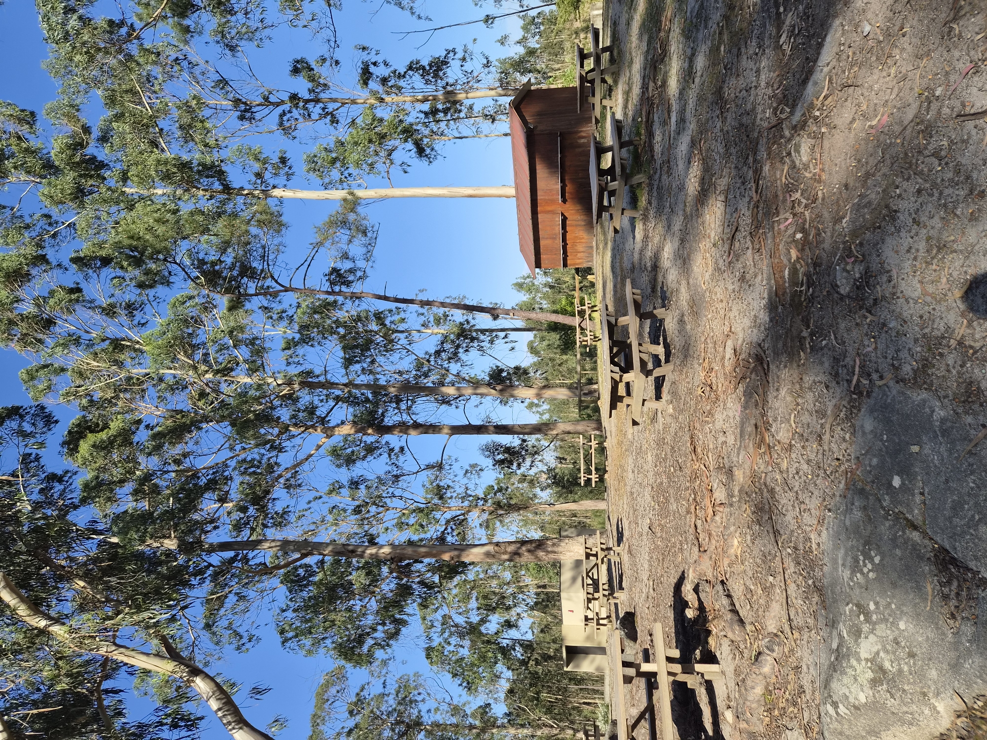 The image shows a recreational area in Esposende, Portugal. Numerous wooden picnic tables with attached benches are present. A small, rusted metal building stands near the tables. Tall eucalyptus trees with green foliage dominate the landscape, and the ground is covered with dirt, tree bark, and leaves. The sky is a clear blue. The image appears to be taken from a slightly tilted perspective, giving a somewhat distorted view of the scene. There are no people visible in the photograph.