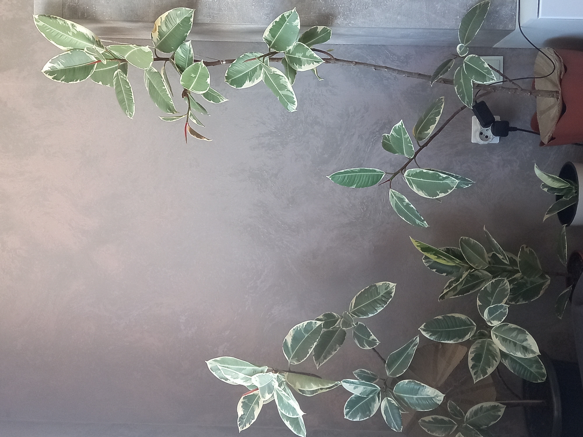 The image is a top-down view of a Ficus elastica 'Variegata' plant, featuring green leaves with white variegated edges. The plant extends across a gray textured wall, with branches on the top left, top right, and bottom right of the frame.
Visible on the top right, adjacent to the plant's branch, is a wall outlet with a power adapter plugged in. The adapter has a black cable connected to it. Next to the outlet, there's a brown object partially visible, likely a pot or a piece of furniture.
The environment appears to be indoors, with the gray wall serving as the background. There is no indication of the specific location or city. The plant is the primary subject, creating a natural element against the plain wall, with the electrical outlet and power adapter adding a functional element.