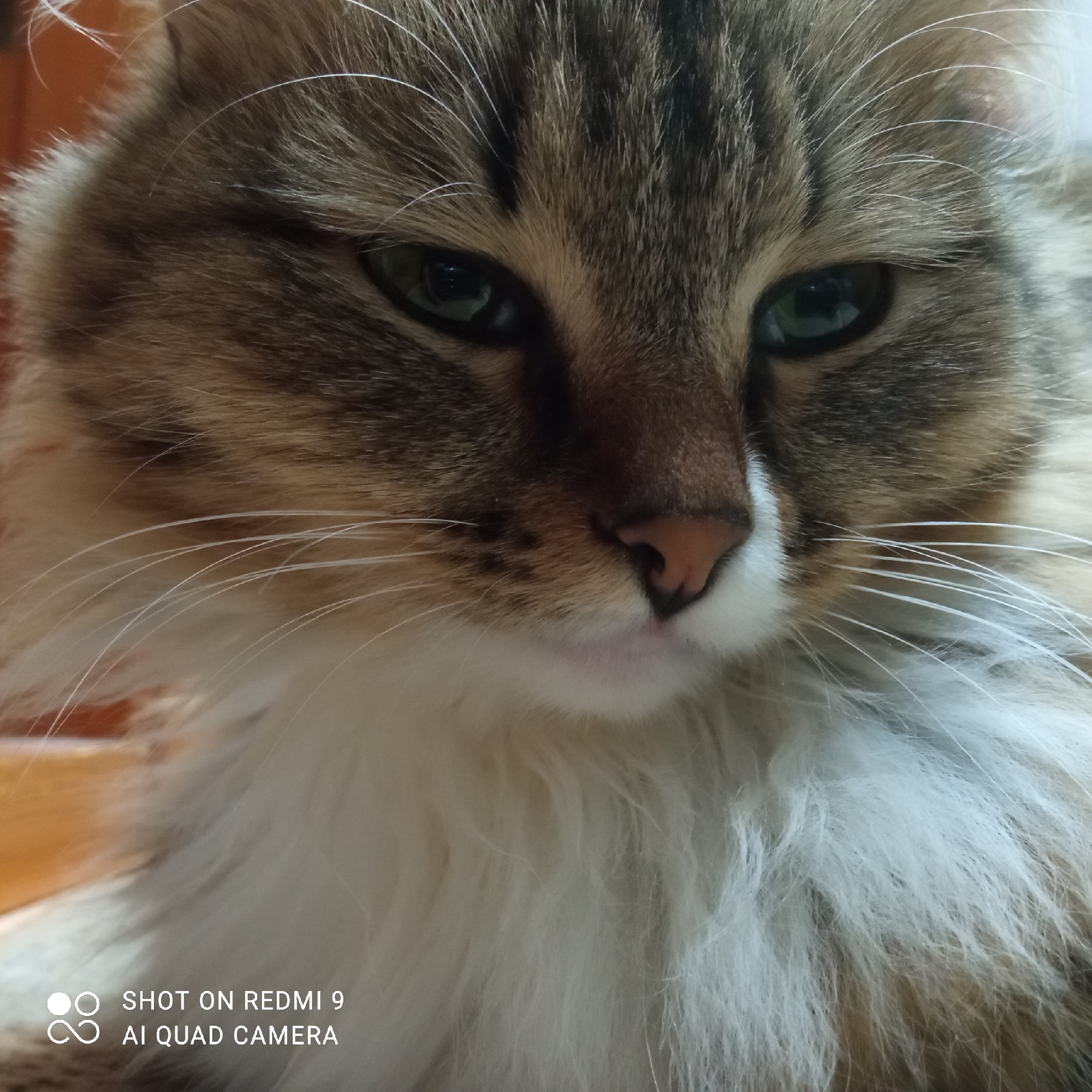 A close-up, eye-level portrait captures the face of a domestic long-haired cat, likely indoors in Chaikovsky, Russia. The cat's head fills most of the frame, presented from a slightly upward angle, with its gaze directed towards the viewer.
The cat has distinct tabby markings, featuring brown, grey, and cream stripes across its head and a prominent white chest and muzzle area. Its fur appears long and fluffy, particularly around the cheeks and neck. The eyes are a striking green or amber, partially narrowed, giving the cat a calm, perhaps sleepy or contemplative expression. White whiskers extend from both sides of its muzzle, and its nose is a soft pink.
The background is intentionally blurred, suggesting a shallow depth of field. Hints of a warm, wooden-toned surface are visible in the top and bottom left corners of the main image, implying an indoor setting.
In the bottom left corner, white text reads: "SHOT ON REDMI 9" and "AI QUAD CAMERA," indicating the device used to capture the photograph. The lighting appears soft and even, highlighting the textures of the cat's fur and the subtle shifts in color. No specific activity beyond posing or resting is discernible.