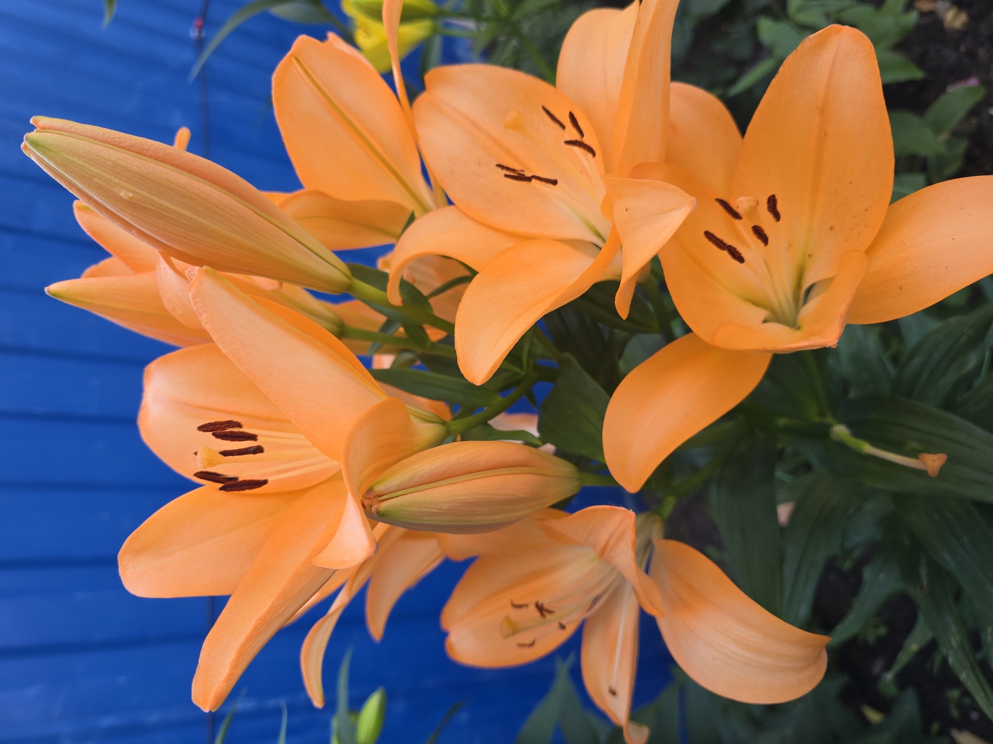 A cluster of bright orange lily flowers bloom in front of a vibrant blue corrugated fence. Several lilies are fully open, revealing their stamens and pistils, while others are still in bud. Dark green lily leaves and stems are visible amongst the flowers, and the ground appears to be dark soil. The lighting suggests it is daytime. The image's context indicates the location is Sofiivska Borshchahivka, Ukraine.