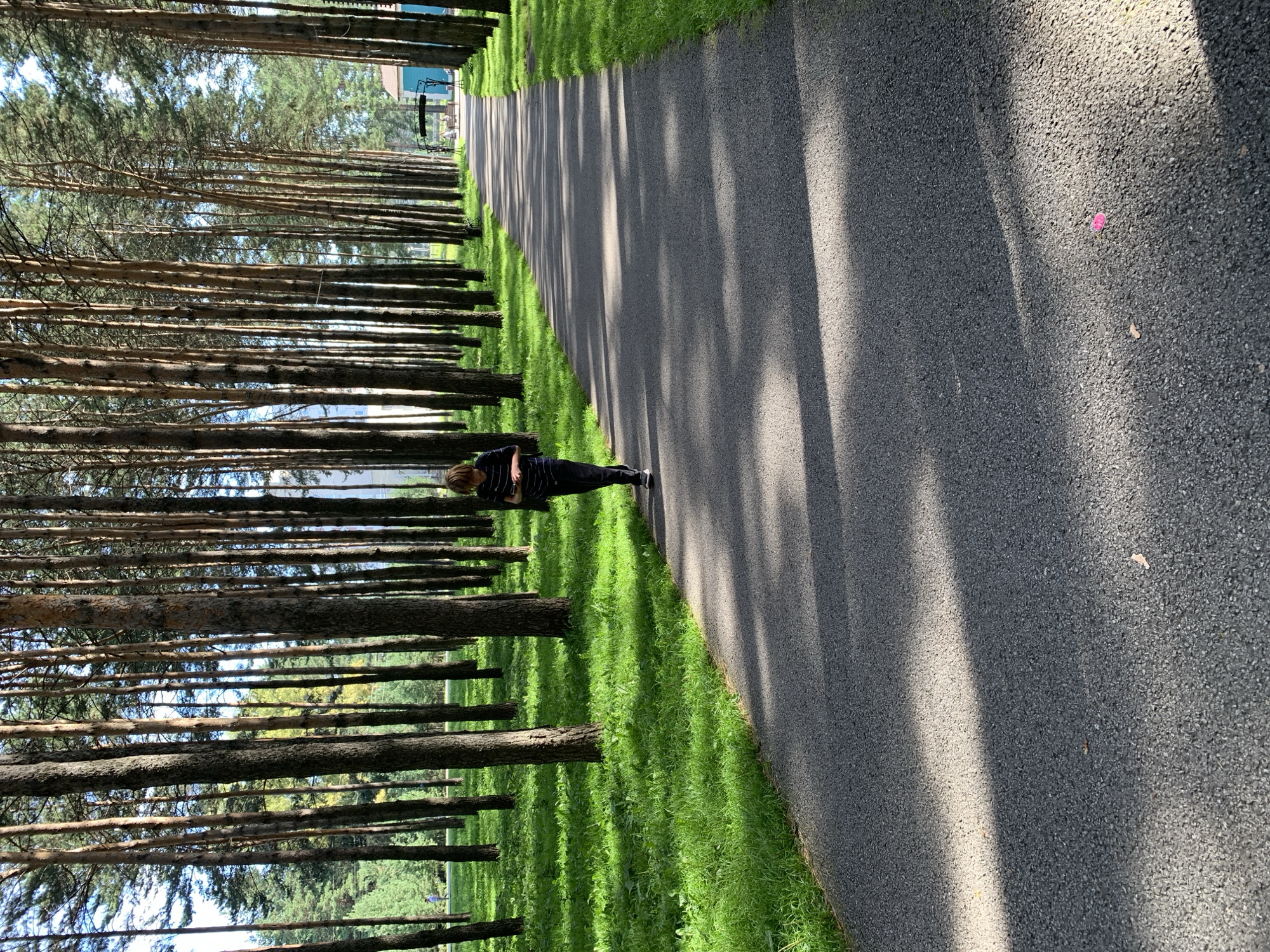 A young person with blond hair is walking on a paved path through a sun-dappled pine forest. The path is flanked by lush green grass and tall, slender pine trees. The person is wearing a dark, striped shirt and dark pants. They are looking down at their hands, possibly at a mobile device. In the background, there are hints of buildings and other people further down the path. The scene appears to be a public park or recreational area, likely in Prokopyevsk, Russia, given the presence of predominantly pine trees and the architectural style visible in the distance. The lighting suggests it is a clear, sunny day.