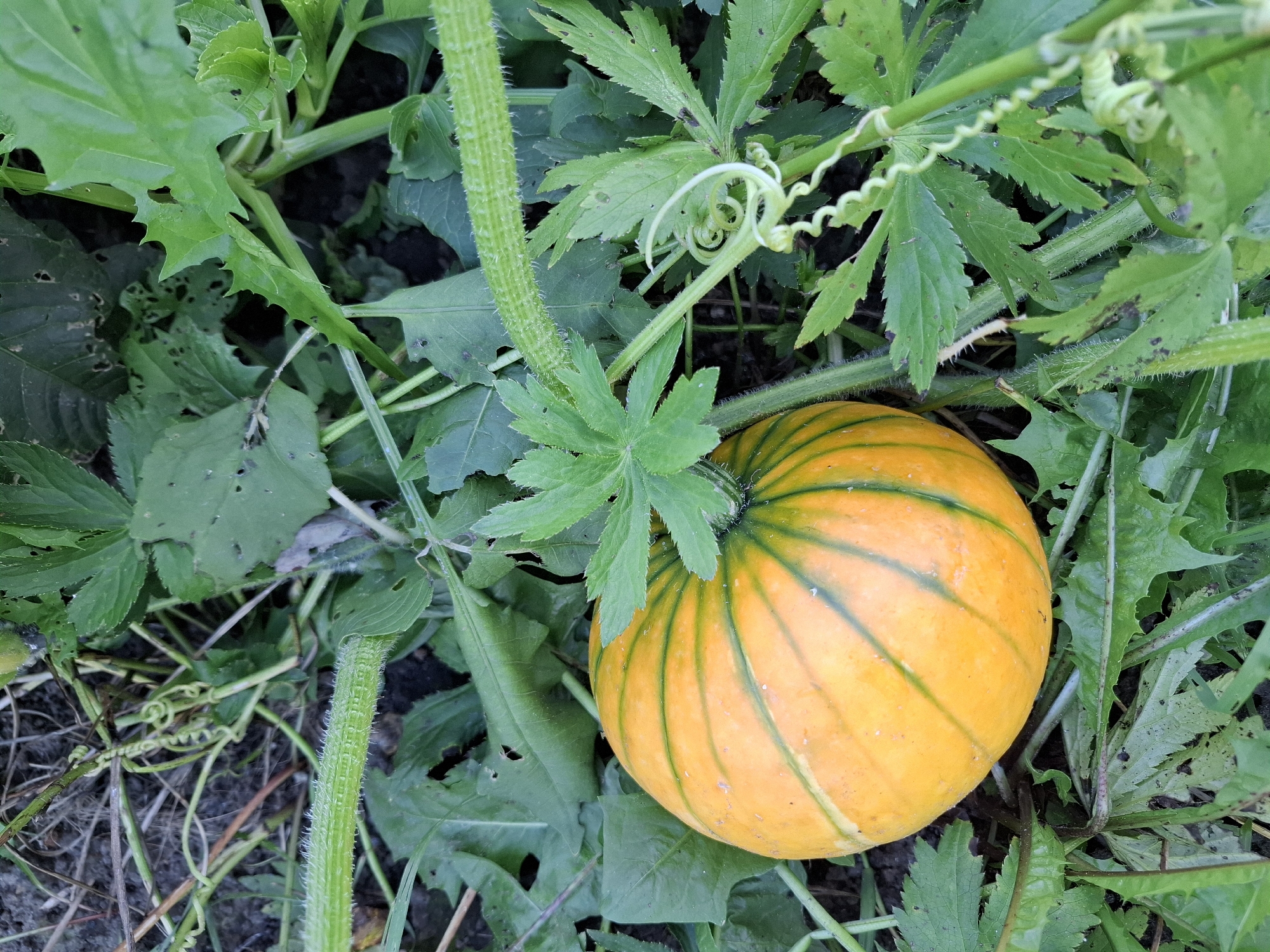 A small, orange pumpkin with green stripes rests on the ground amidst green foliage and vines. The pumpkin is roughly spherical and shows signs of growth. The surrounding environment consists of plants with serrated leaves and coiled tendrils. The ground appears to be soil. There are no people present in the image. The scene depicts a natural outdoor setting.