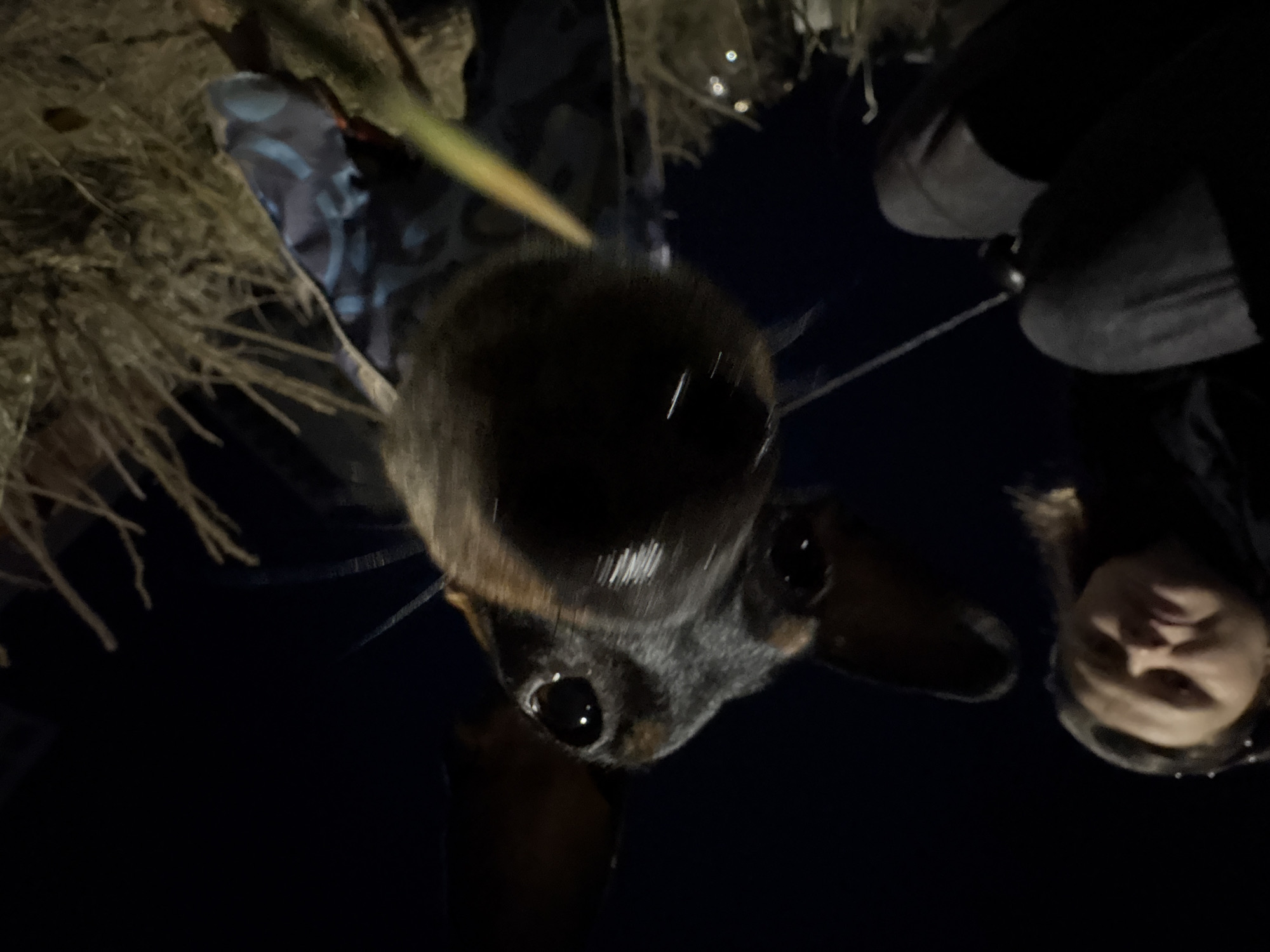 The image shows a dog, likely a dachshund or similar breed, with a black and tan coat. It is viewed from a low angle, looking upward at the dog's face. A woman's face appears in the lower right corner of the frame. The background is dark and indistinct but seems to feature some vegetation or foliage to the left of the frame. A lead or leash extends from the dog's collar. The location is possibly the city of Chaikovsky, Russia, though this is not visually verifiable within the image itself.