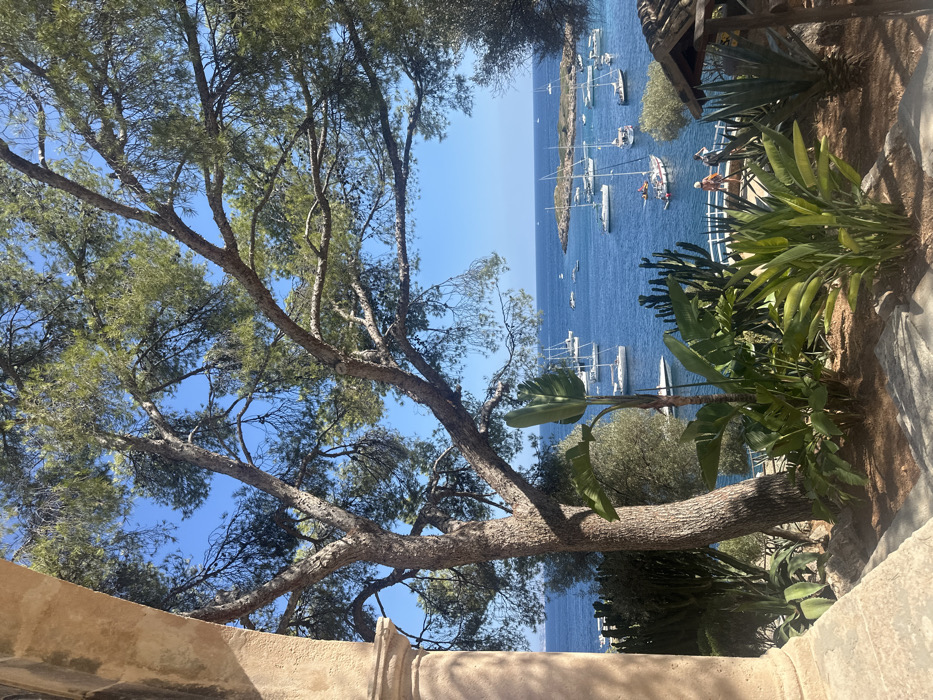 The image presents a sunlit coastal scene in Cas Català-ses Illetes, Spain, viewed from an elevated position. In the foreground, a weathered light-brown stone column partially frames the left, alongside dry earth and dense vegetation including a prominent multi-trunked pine tree with green needles, large-leafed plants (resembling Strelitzia), columnar cacti, and spiky succulents.
The midground features a white railing, indicating a pathway or overlook, where two individuals are standing. One person, wearing a reddish-orange top and dark shorts, is oriented towards the bay, while the second individual is partially obscured. To the far right, a section of a rustic wooden structure with a dark roof is visible.
The background consists of a clear, cloudless blue sky above a calm, deep blue bay. Approximately 20 to 25 vessels, predominantly white-hulled sailboats of varying sizes, are anchored or moored across the water. Several smaller motorboats or tenders are also present. A small, rocky islet with sparse green vegetation is centrally located within the bay. The scene is illuminated by bright daylight.