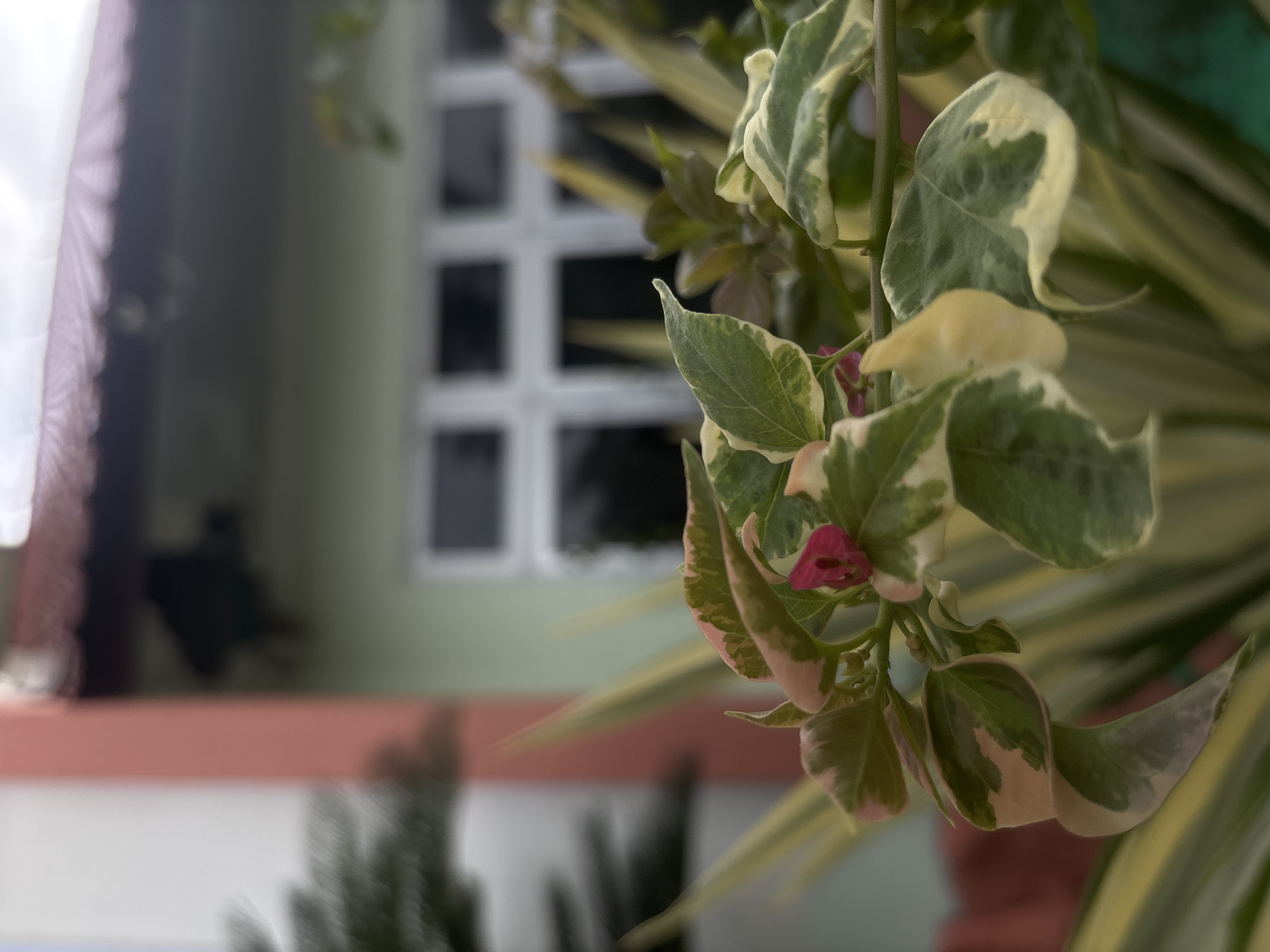 A close-up shot focuses on a variegated bougainvillea plant with leaves displaying shades of green, cream, and pink. A single small, fuchsia-colored bract is visible. In the background, a building with a light green wall and a white-paned window is out of focus. To the left, a portion of a coral-colored pillar is also blurred. The scene appears to be in an outdoor residential area in Lhokseumawe, Indonesia, possibly a front yard or garden. The lighting is soft, suggesting it might be overcast or late afternoon.