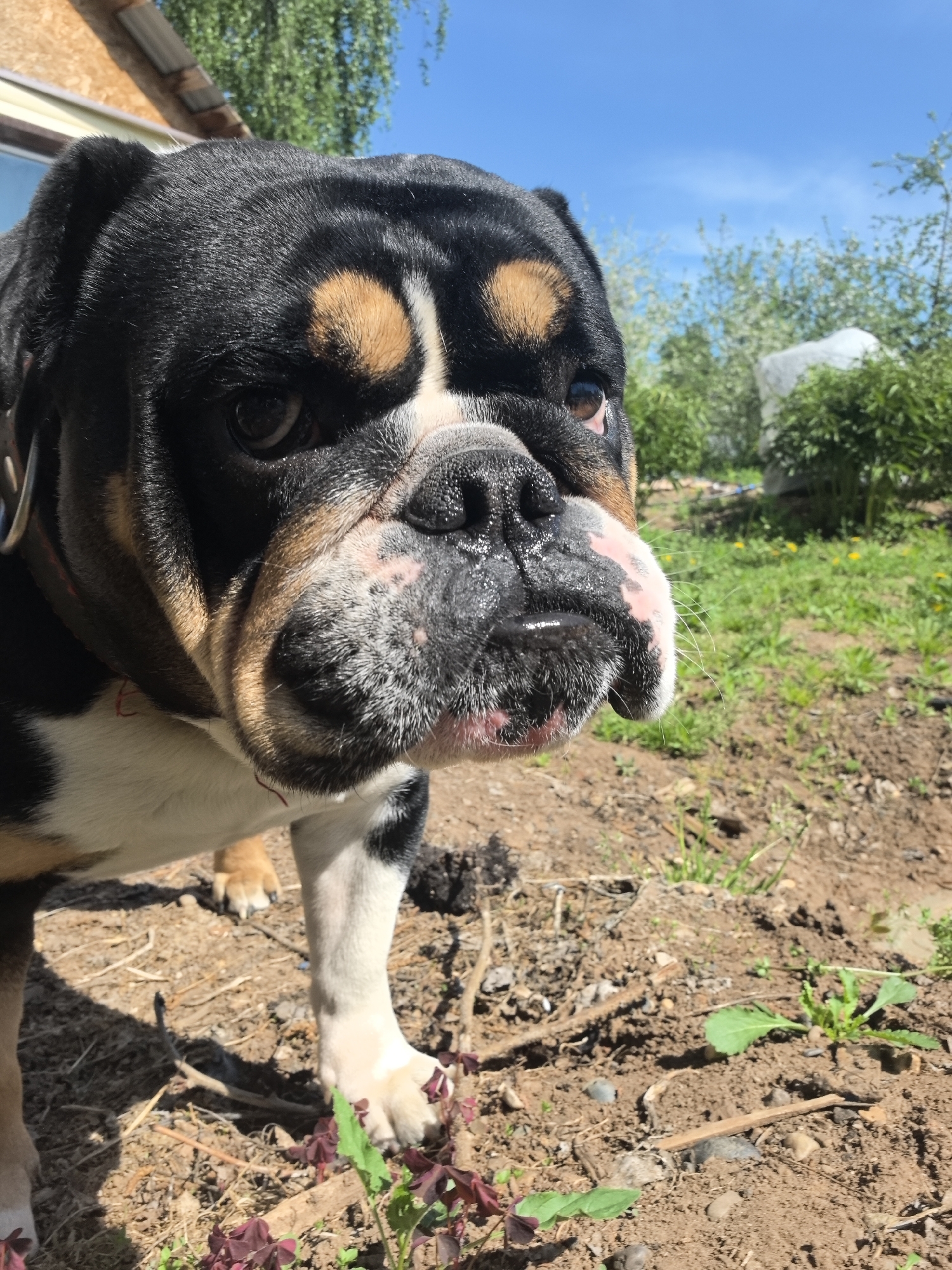 A close-up photograph shows a Bulldog dog in an outdoor setting. The dog has a black and tan head with a white chest and paws. Its nose and mouth area are mottled black and pink, and there is some moisture on its face. The dog is wearing a collar. The background consists of a dirt and grass area, with some small plants growing. In the distance, there is greenery and a white object partially obscured by the foliage. The setting appears to be a yard or garden. The location in the city of Noviy, Russia, is not evident from the image.