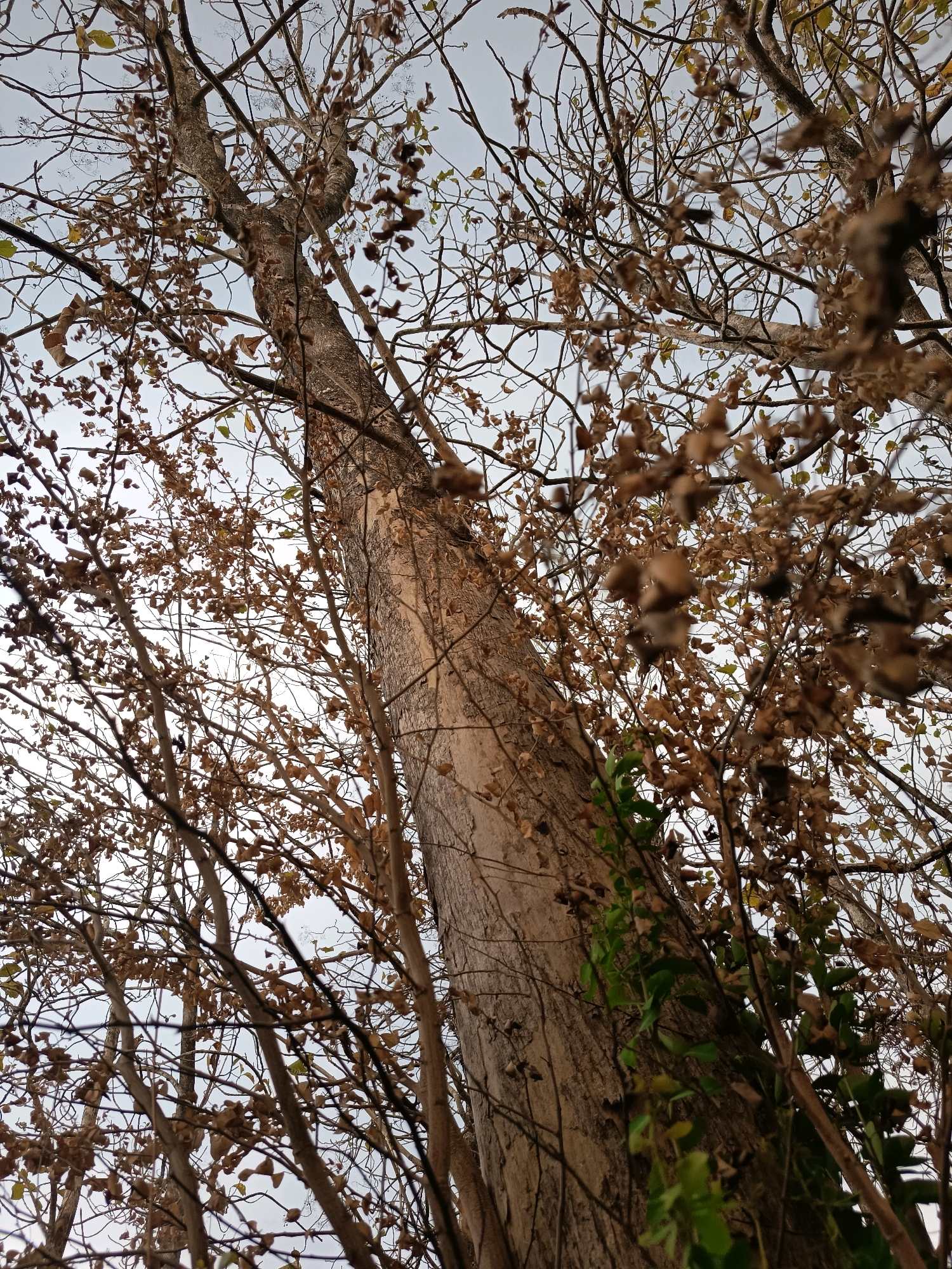 This is a low-angle, full-frame, vertical shot of a large tree with dried leaves and a vine growing on its trunk, set against a pale, overcast sky. The tree is the central subject, its rough, textured bark clearly visible. The branches are bare and intricate, with many dried, brown leaves clinging to them. A green vine is seen climbing the trunk of the tree on the right side of the frame. The overall scene appears to be in a natural or semi-natural environment, possibly a park or a wooded area. The location is specified as Sidorejo, Indonesia. There are no people or animals visible in the image.