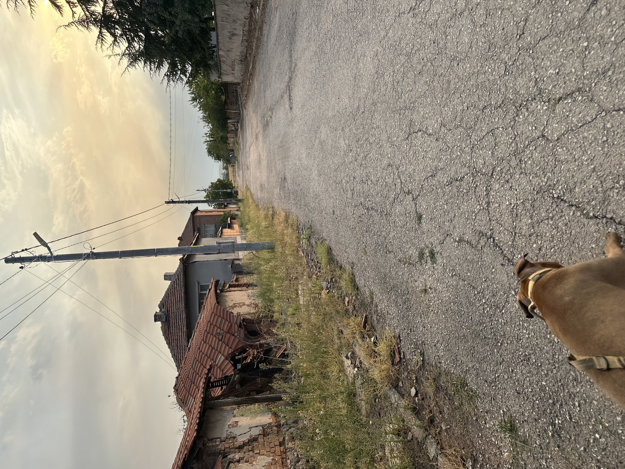 The image depicts a street scene in the city of Malevo, Bulgaria, captured during the day. In the foreground, a light brown dog wearing a harness is walking on a cracked asphalt road. The road runs through a village setting, with houses lining both sides. The houses appear aged, with some exhibiting signs of disrepair, such as broken roofs and weathered brick walls. Overgrown grass and weeds are visible along the sides of the road. Utility poles and electrical wires are present, indicating infrastructure. The sky is partly cloudy, with the sun casting a warm glow, suggesting it might be late afternoon or early morning. The overall atmosphere is one of a rural or semi-rural environment.