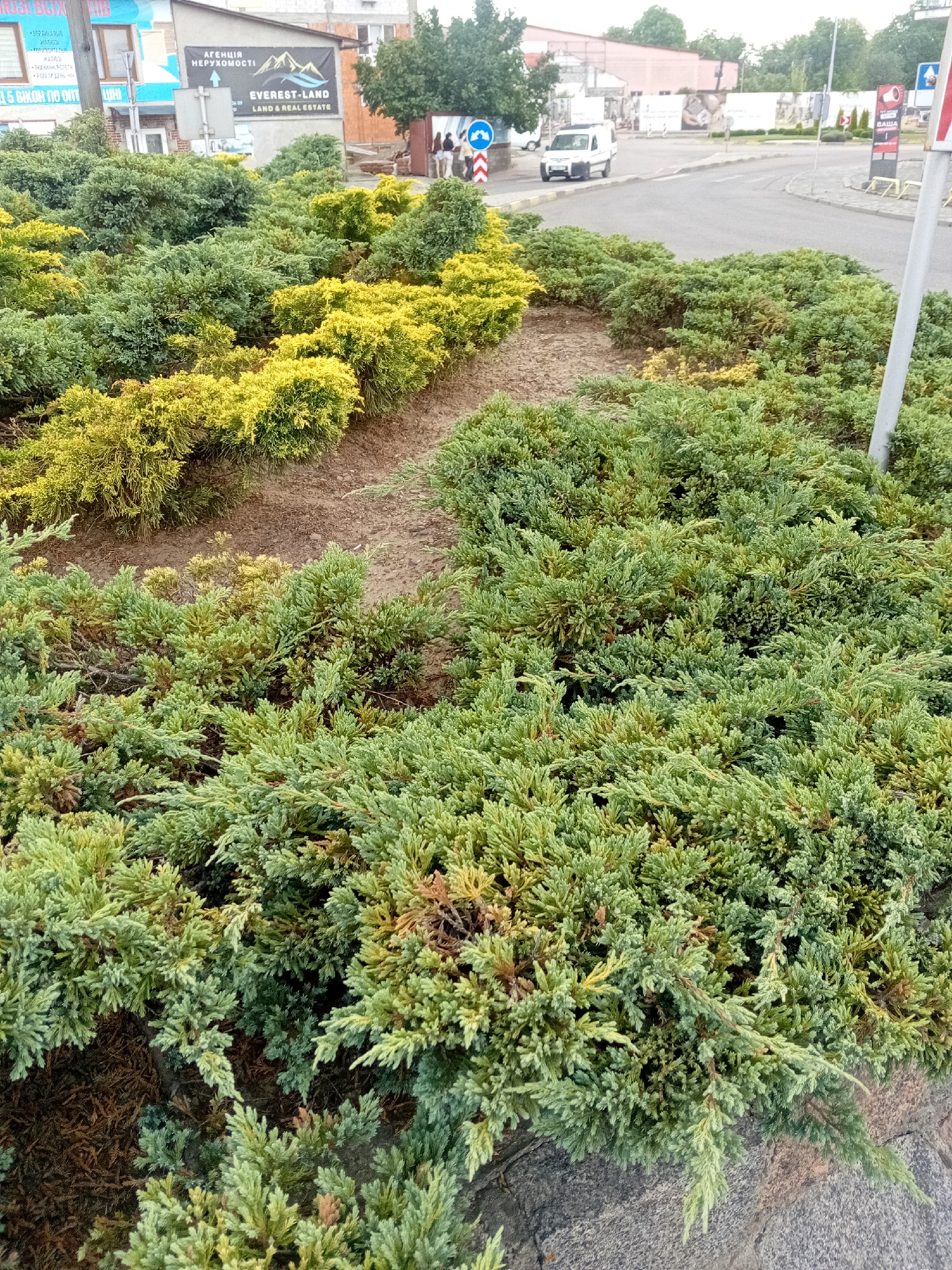 The image shows a landscaping feature with dense, low-lying evergreen shrubs in the foreground, interspersed with patches of yellow foliage. In the background, a street intersection is visible with a white van driving away and a blue traffic sign indicating a roundabout. To the left, a building with a sign reading "АГЕНЦІЯ НЕРУХОМОСТІ EVEREST-LAND LAND & REAL ESTATE" is partially visible. The scene appears to be an urban setting in Tiachiv, Ukraine, likely a public space or commercial area with a focus on beautification through landscaping.