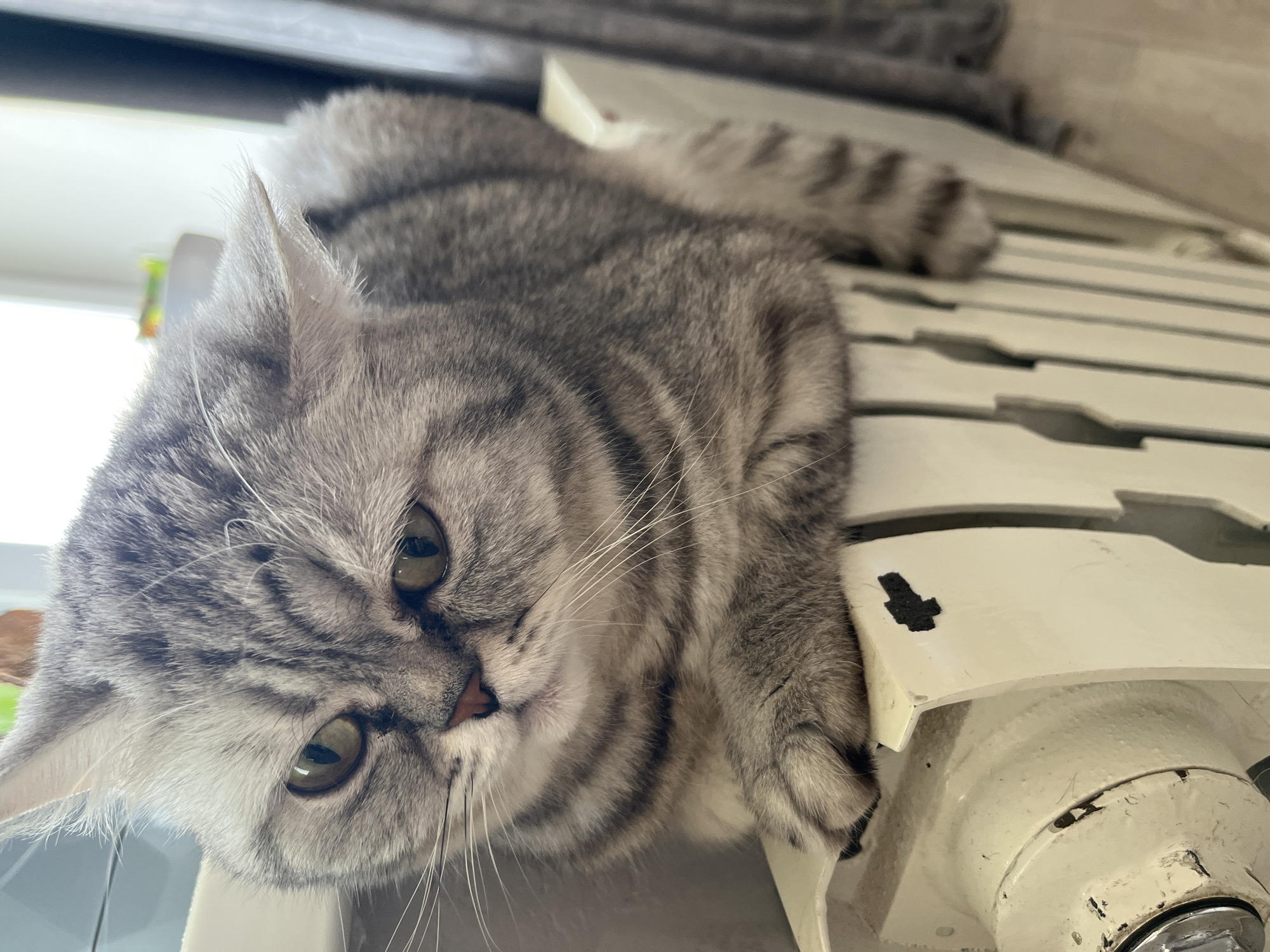 A grey tabby cat is lying on a white radiator. The cat's head is in the lower left of the frame, with its body extending diagonally upwards to the right. The cat's eyes are open and it is looking towards the viewer. The radiator is made of individual metal panels. The photo was taken indoors. The location in the city of Chaikovsky, Russia cannot be determined from the image.