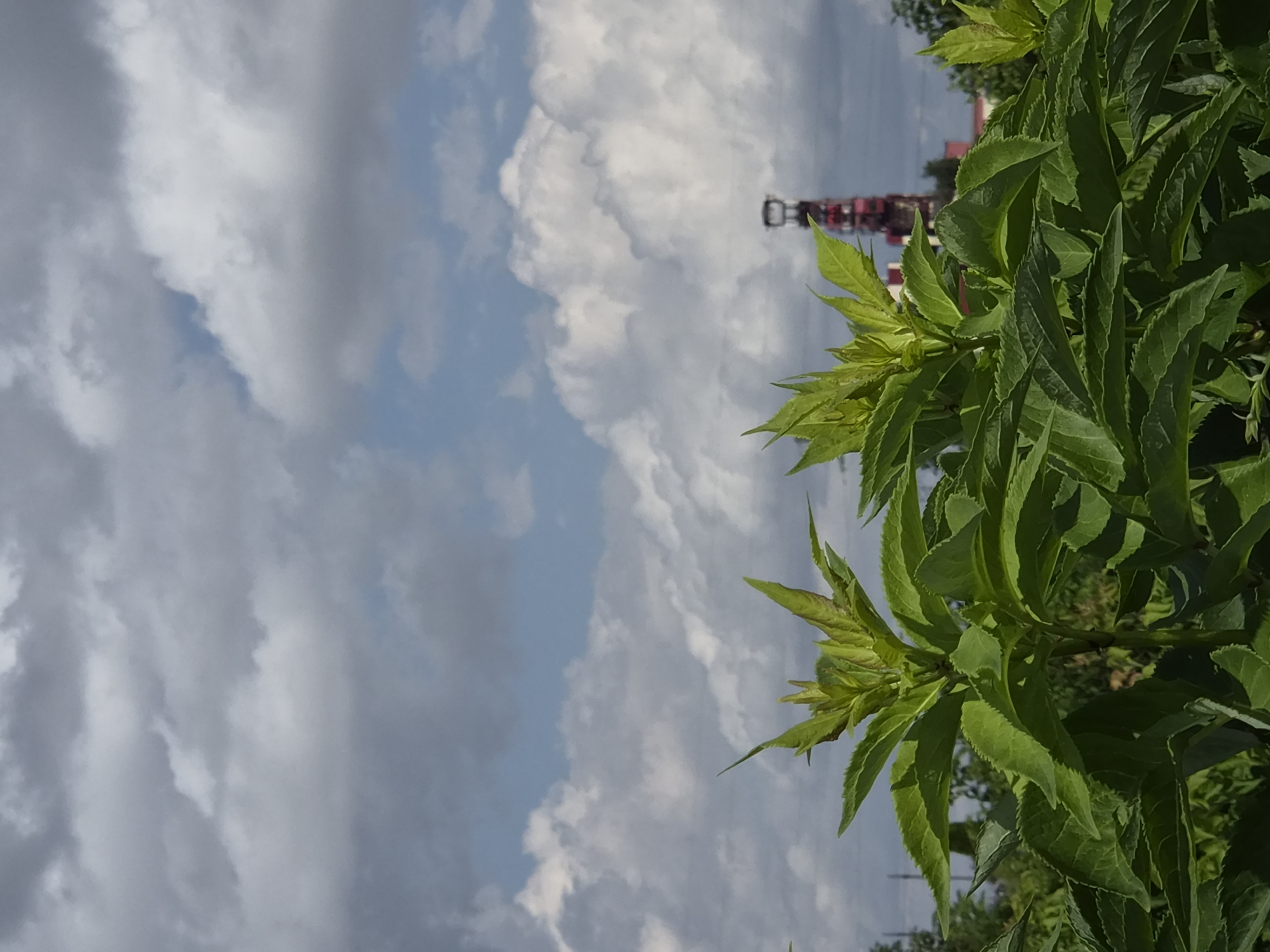 The image captures a close-up view of lush green foliage in the foreground, with the upper portions of several plants prominently displayed against a partly cloudy sky. In the background, a tall, red and black industrial structure, possibly a tower or a chimney, is visible, juxtaposed with other less distinct buildings and trees. The lighting suggests daytime, with some shadows indicating sunlight filtering through the clouds. The scene appears to be set outdoors, likely in a rural or semi-industrial area within Краснадворскі сельскі Савет, Belarus.