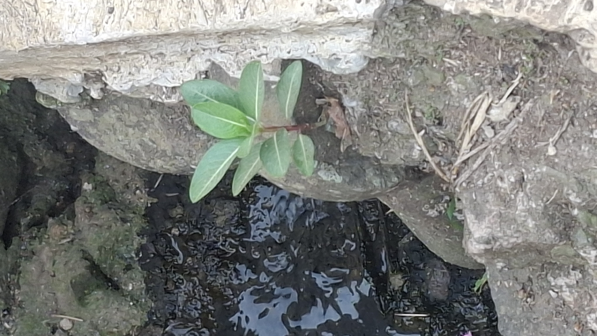 The image depicts a small plant with green leaves and a reddish stem growing in a rocky and muddy environment next to a body of dark water. The water appears murky, with some debris visible. The surrounding rocks are rough and irregular in shape, with some patches of moss or algae. To the right of the plant, there is a textured concrete structure, possibly a wall or embankment. The overall scene suggests a natural or semi-natural setting, likely outdoors, possibly in an area with some human activity given the concrete. The location is identified as Rahong, Indonesia. No people or animals are visible in the image.