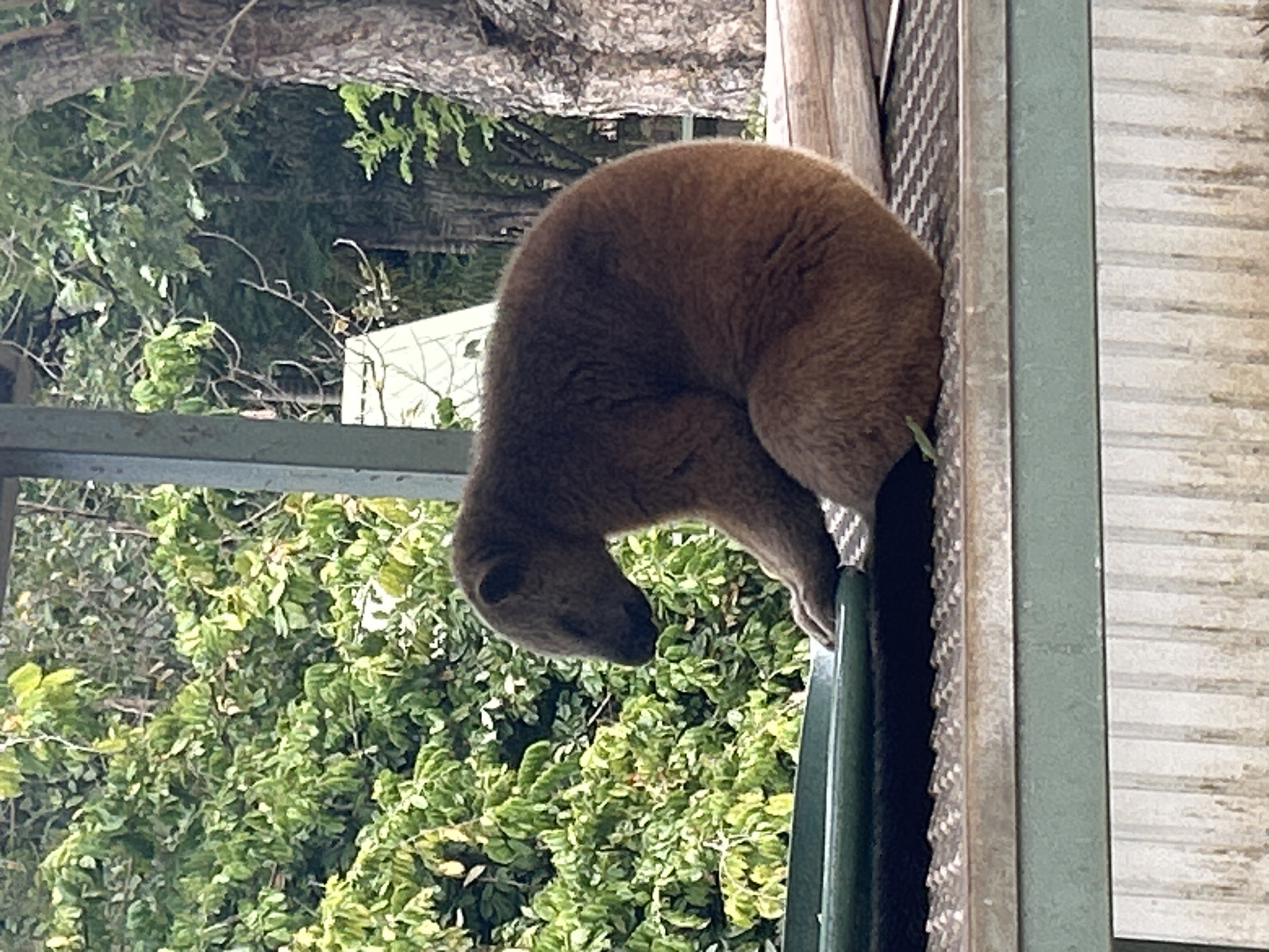 A brown, furry animal with its eyes closed is sitting on a metal surface, hunched over a green dish. The animal appears to be resting or sleeping. Behind the animal, there is lush green foliage, and a large tree trunk is visible on the right side of the image. The scene is outdoors, possibly in a zoo or sanctuary in Tanubada, Papua New Guinea.