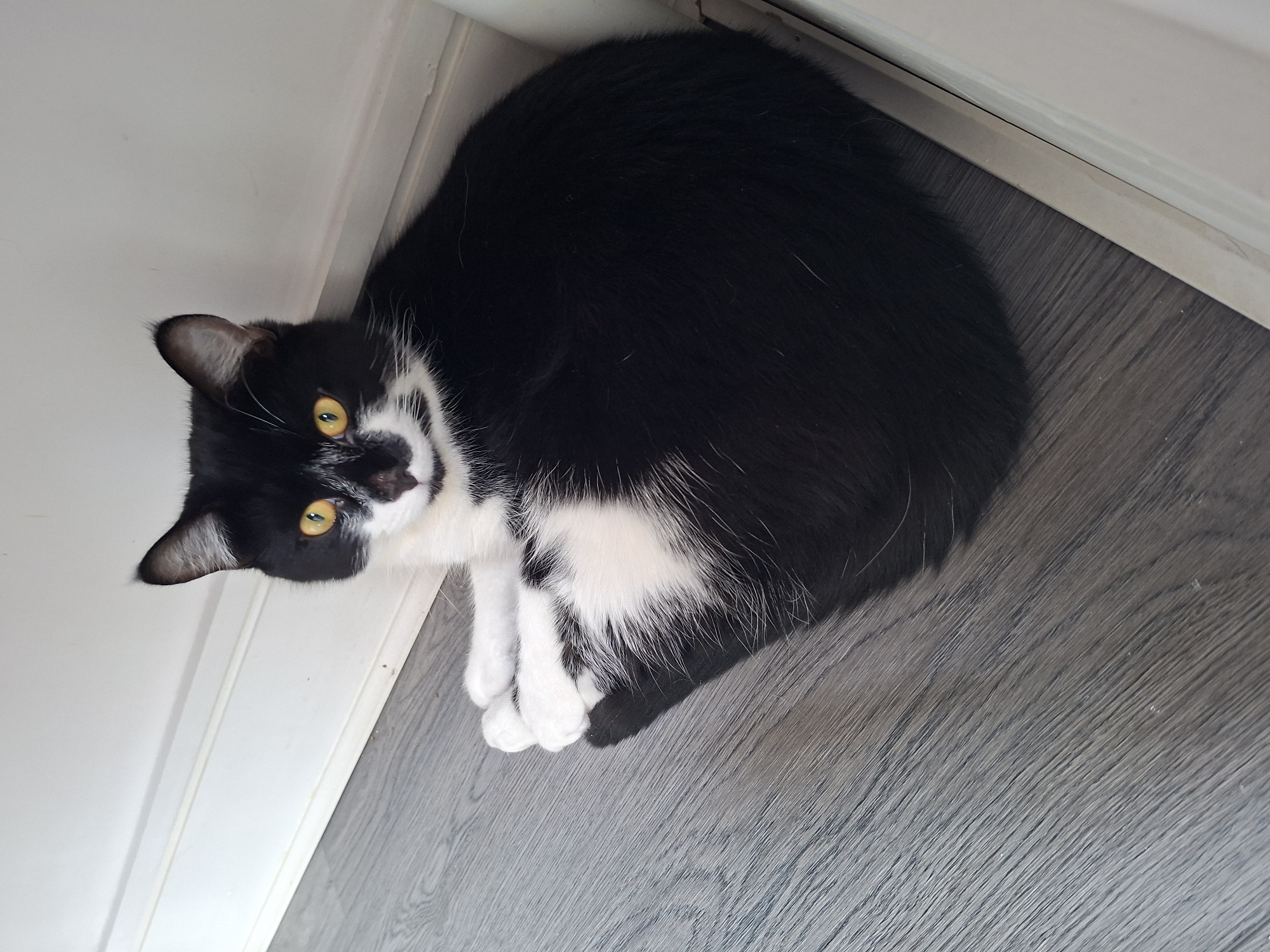 A black and white cat with yellow eyes is lying on a grey wooden floor, nestled in the corner where the floor meets a white baseboard and wall. The cat is curled on its side with its paws tucked in. The lighting suggests an indoor environment, possibly a home. No specific London landmarks or indicators are present in the image.