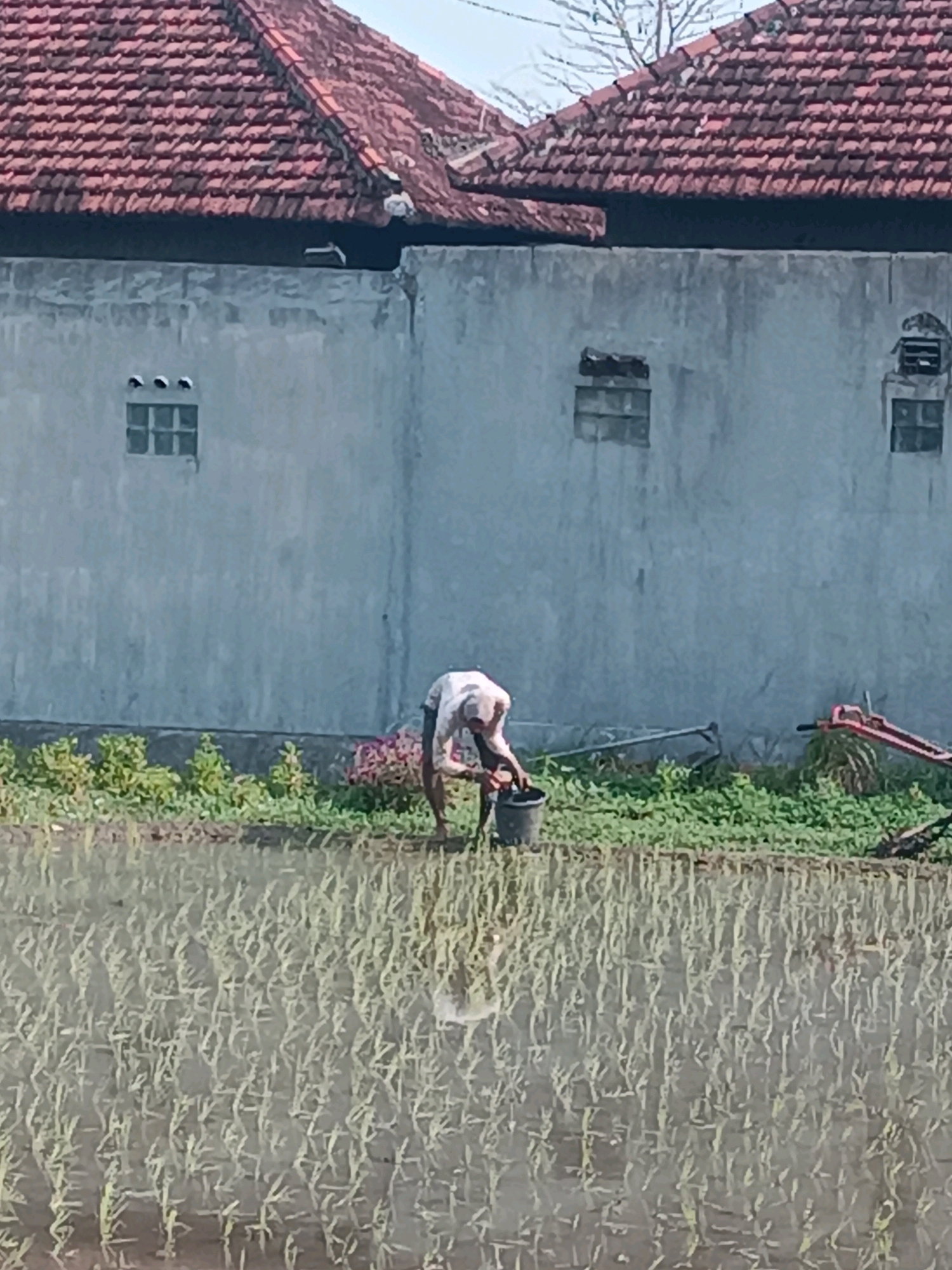 In Tabanan, Indonesia, a person is tending to a rice paddy field. The individual, dressed in a white shirt and dark pants, is stooped over, holding a bucket and a tool, appearing to be engaged in agricultural work. The field in the foreground is filled with young rice plants, partially submerged in water, reflecting the overcast sky. Behind the paddy, a line of green vegetation separates it from a weathered, light gray building. This building has a red-tiled roof with prominent gables and features several small, rectangular windows. To the right of the building, a red agricultural machine is partially visible, suggesting ongoing farming activities. The overall scene depicts a rural agricultural setting within the Tabanan region.