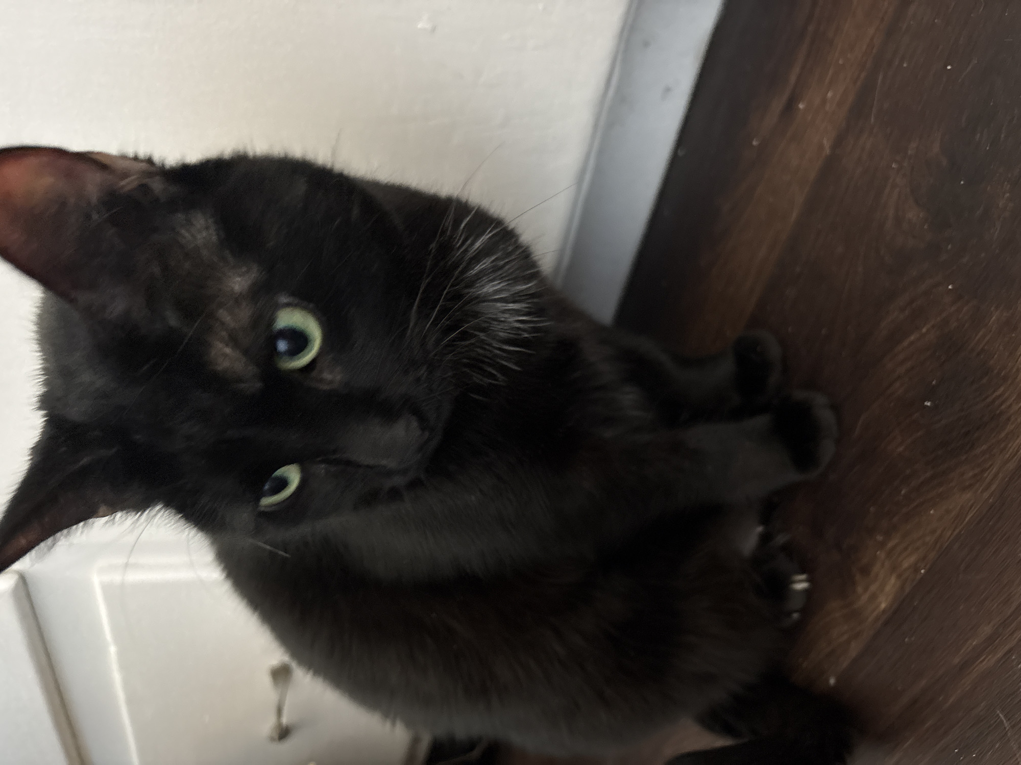 A black cat with green eyes is the central subject. The cat is positioned between a white wall and a dark, wood-look floor. The cat is looking upwards. The location is unknown, but it could be in Seal Beach, United States of America.