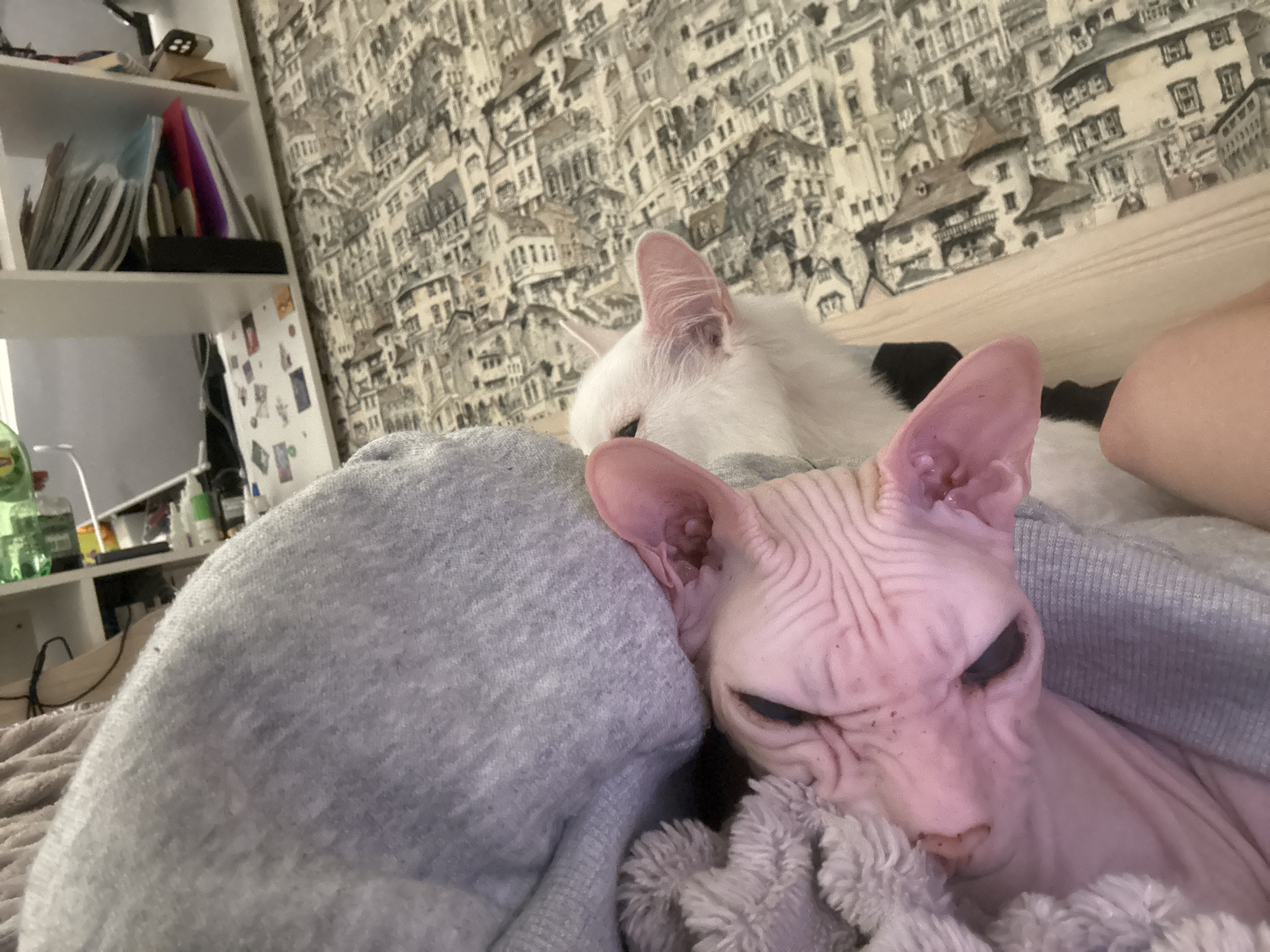 Two cats are seen in the foreground of the image, with one cat, a Sphynx, appearing to be asleep on a person's lap covered with a gray blanket. The Sphynx cat has wrinkled pink skin and large ears. Behind the Sphynx, a white cat is also visible, possibly sleeping, with its head tilted down. The background features a wall with a patterned wallpaper depicting a city landscape. To the left, a bookshelf is partially visible, filled with books and various items. The setting appears to be an indoor environment, likely a bedroom or living area. There is no information available to determine the specific location in the city of Krasnoyarsk, Russia.