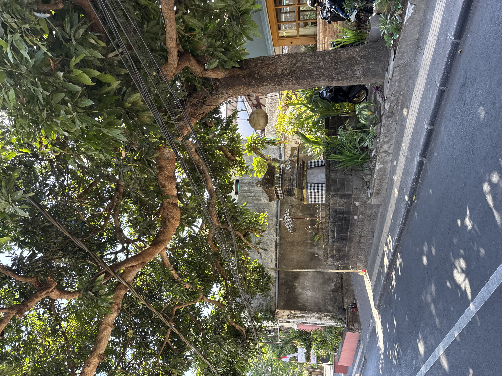 A street scene in Denpasar, Indonesia, features a large tree with a thick trunk and sprawling branches that overhang a road and a low stone wall. The tree's dense foliage creates dappled shadows on the asphalt road, which has a white line painted on its left side. A Balinese shrine, adorned with black and white checkered fabric, stands next to the wall, topped with a small umbrella. Behind the shrine, lush green plants and a dark motorcycle are visible. In the background, a building with a textured gray facade and a building with wooden window frames and brick accents are present. A white flag with red and white stripes, possibly a national flag, is seen on a pole to the left of the frame, and a sign that reads "Villa Castella" is also visible. The sky is bright and clear, suggesting a sunny day.