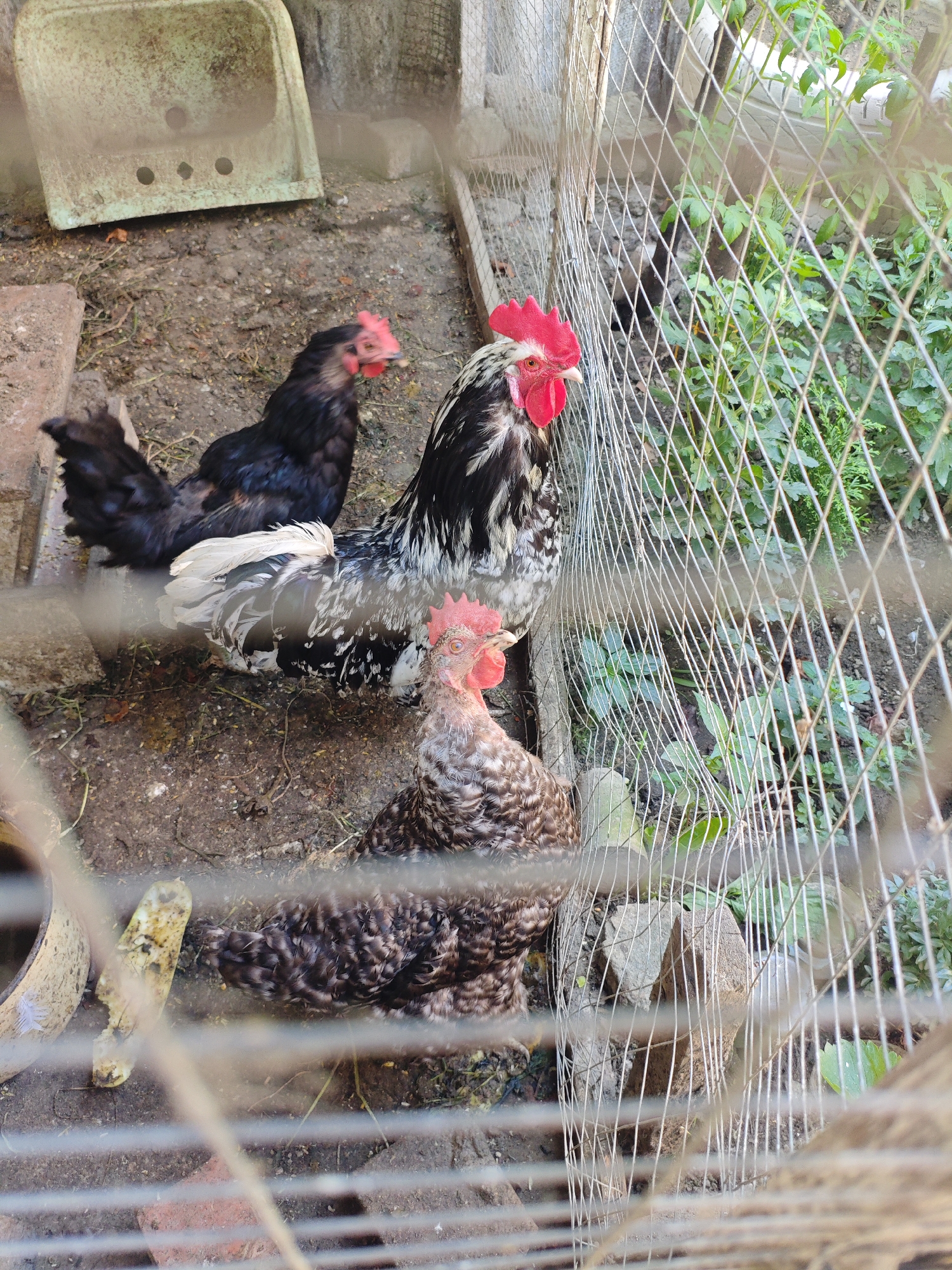 In Armavir, Russia, an outdoor chicken enclosure contains three chickens. One chicken, a rooster with black, white, and grey plumage and a bright red comb, stands in the center. To its left, a black hen faces away from the camera. In the foreground, another chicken with speckled brown and white feathers pecks at the ground. The enclosure floor is dirt and debris. A weathered, pale green trough rests in the upper left corner, and a metal fence runs across the right side of the frame, partially obscuring the scene.