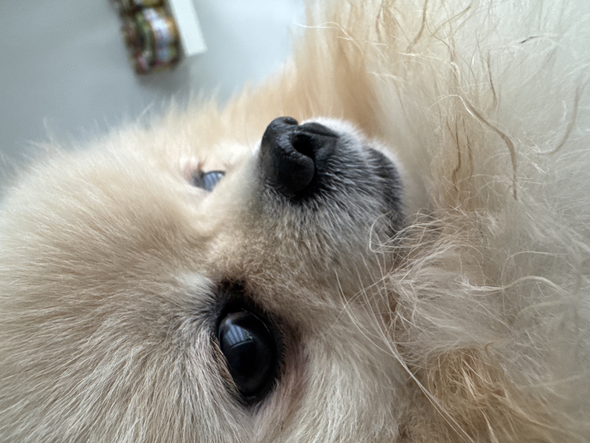 The image is a close-up of a small, light-colored dog, possibly a Pomeranian, with a black nose and dark eyes. The dog's fur is thick and fluffy. The dog appears to be lying on its back or side, with its head tilted towards the camera. A blurred object of an indistinct nature can be seen in the top left corner.
No information is discernible regarding the location being in Bietigheim-Bissingen, Germany.