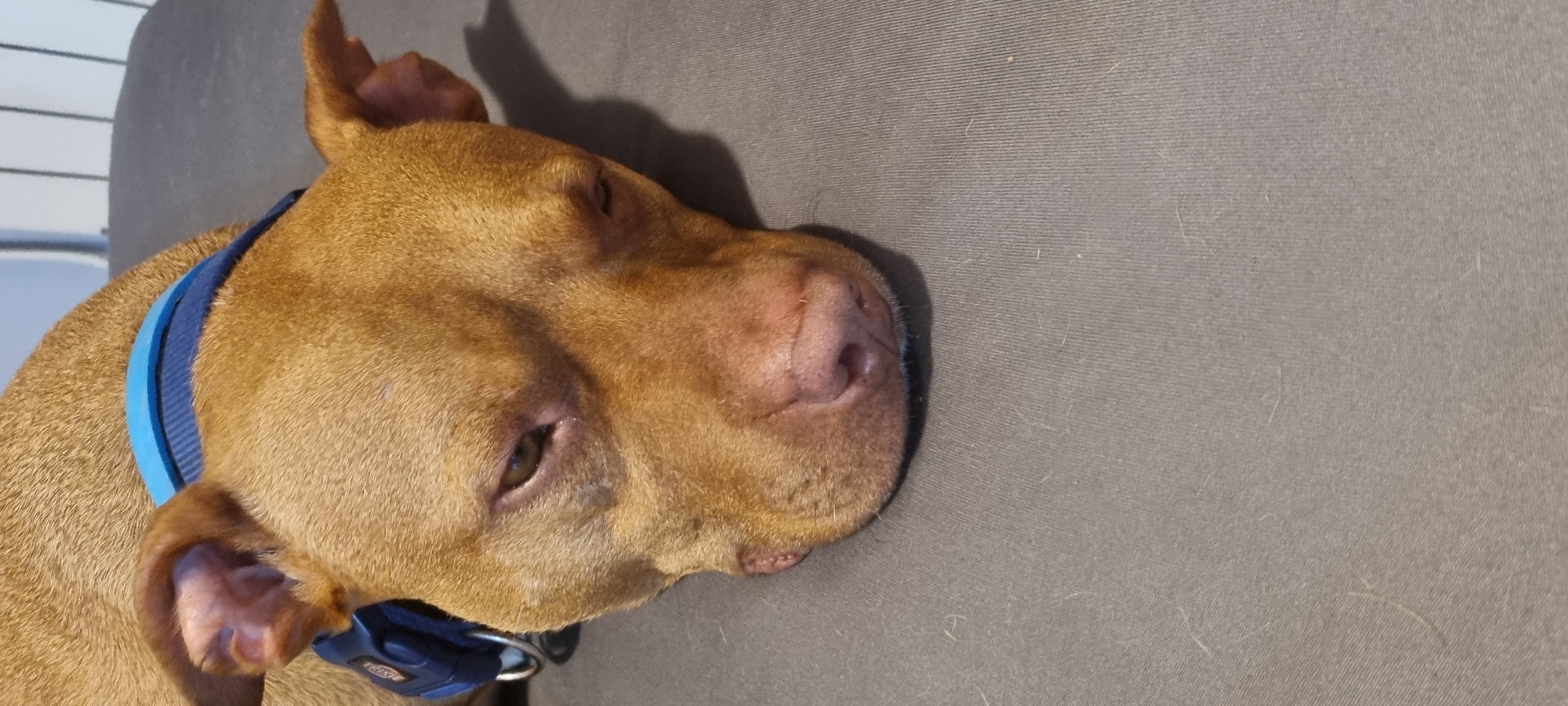 A medium-sized brown dog lies on a gray surface, possibly a sofa or bed, in an indoor environment. The dog is wearing a blue collar. The dog's head is positioned towards the left side of the frame. The context of the city of Unknown, Unknown is not applicable as this is not provided or determinable from the image.